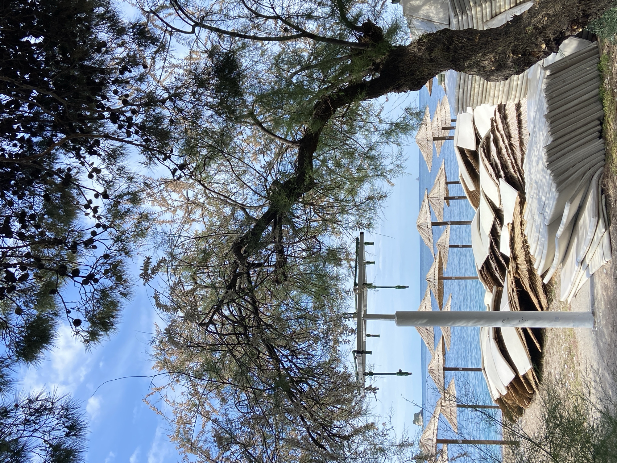 The image shows a beach in Budva, Montenegro, featuring trees framing the sky and beach umbrellas extending toward the blue sea. The beach contains stacked white sun loungers and straw umbrellas. A utility pole is visible, along with vegetation and the sky.