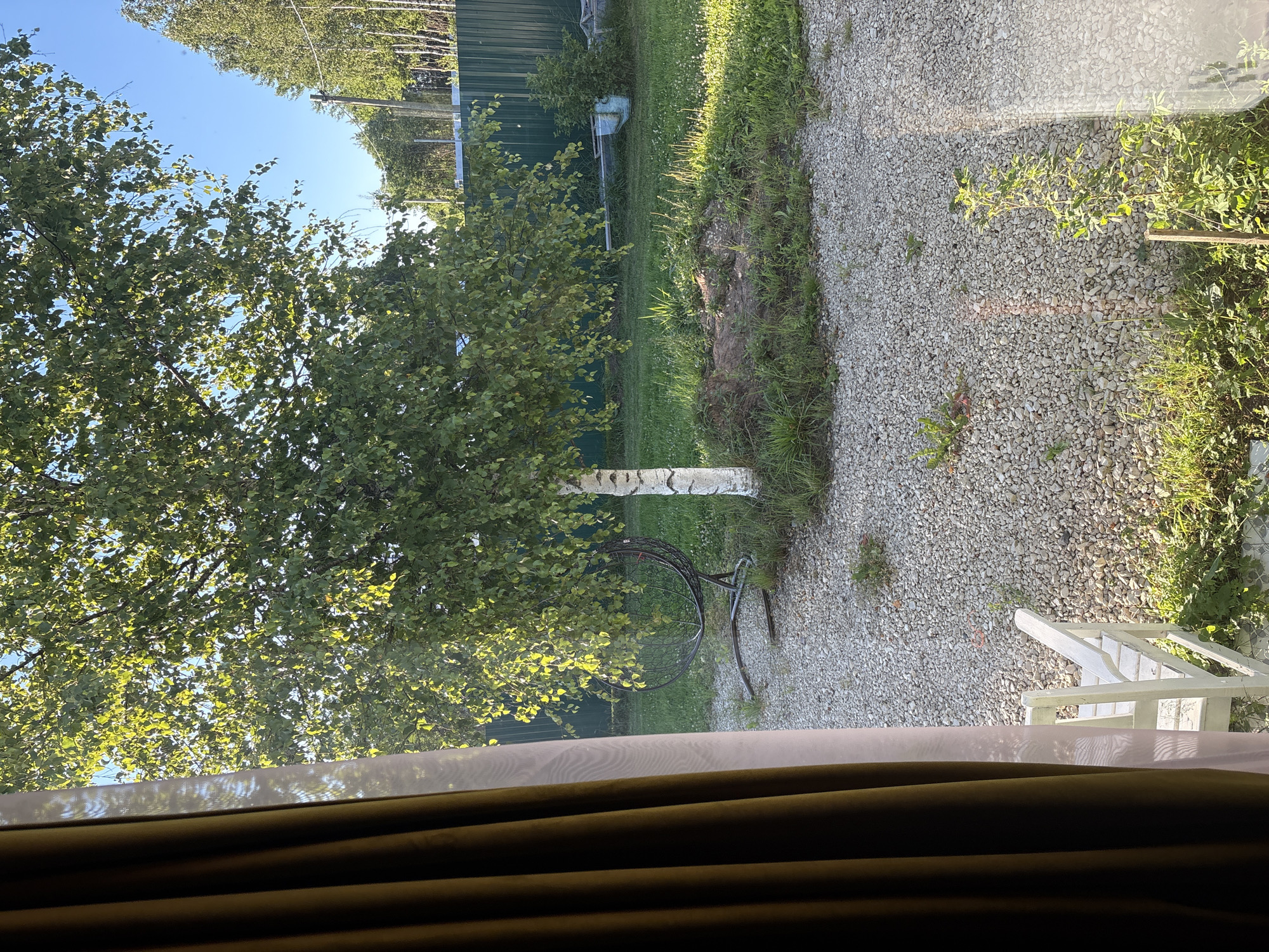 The image depicts a backyard scene in Lyady, Russia, on a sunny day. A tall birch tree with lush green leaves dominates the center of the frame, its white trunk visible. In front of the tree, a circular area of gravel surrounds its base. To the left of the birch tree, a dark, metal swing chair with a circular seat is positioned. A white wooden bench is visible in the lower left corner, partially obscured by a dark brown curtain and a sheer white curtain. The ground is covered with a mixture of gravel and grass. A green metal fence runs along the back of the property, with trees and a utility pole visible beyond it. The sky is clear and blue. There are no people present in the image.