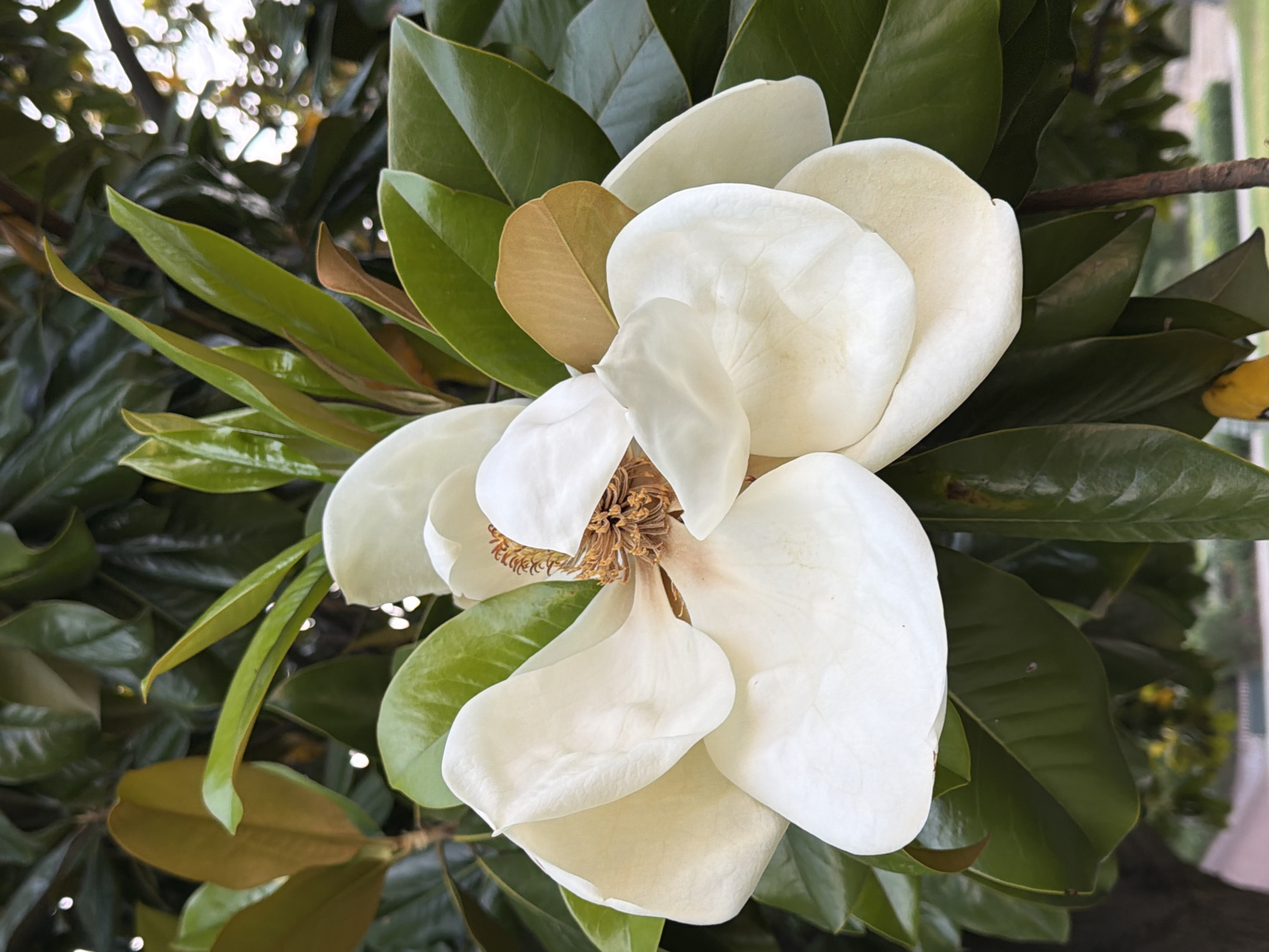 A detailed close-up shows a Magnolia blossom in full bloom. The flower's petals are creamy white and arranged in a cup-like formation. At the flower's center, there are numerous stamens. The surrounding foliage consists of glossy, dark green leaves, characteristic of a Magnolia tree. Some leaves display a brownish underside, indicating their age or variety. The background shows glimpses of the tree's branches. The photo likely originated in Los Angeles, United States of America.