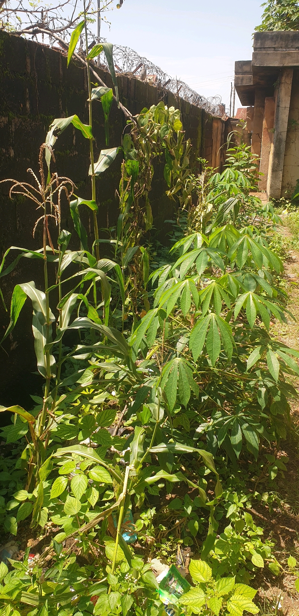 In Sabon Tasha, Nigeria, a high-angle shot captures a dense patch of vegetation growing along a rough, dark-colored concrete wall topped with barbed wire. To the right of the wall, a lighter-colored, roughly finished concrete structure with a partial roof is visible. The foreground is dominated by lush green plants, including tall stalks of corn with their tassels exposed, and broad-leafed cassava plants. The ground is partially covered with grass and scattered litter, including plastic packaging. The scene is illuminated by bright sunlight, casting shadows on the plants and ground. The overall impression is one of an overgrown urban edge, where nature is reclaiming space amidst man-made structures.