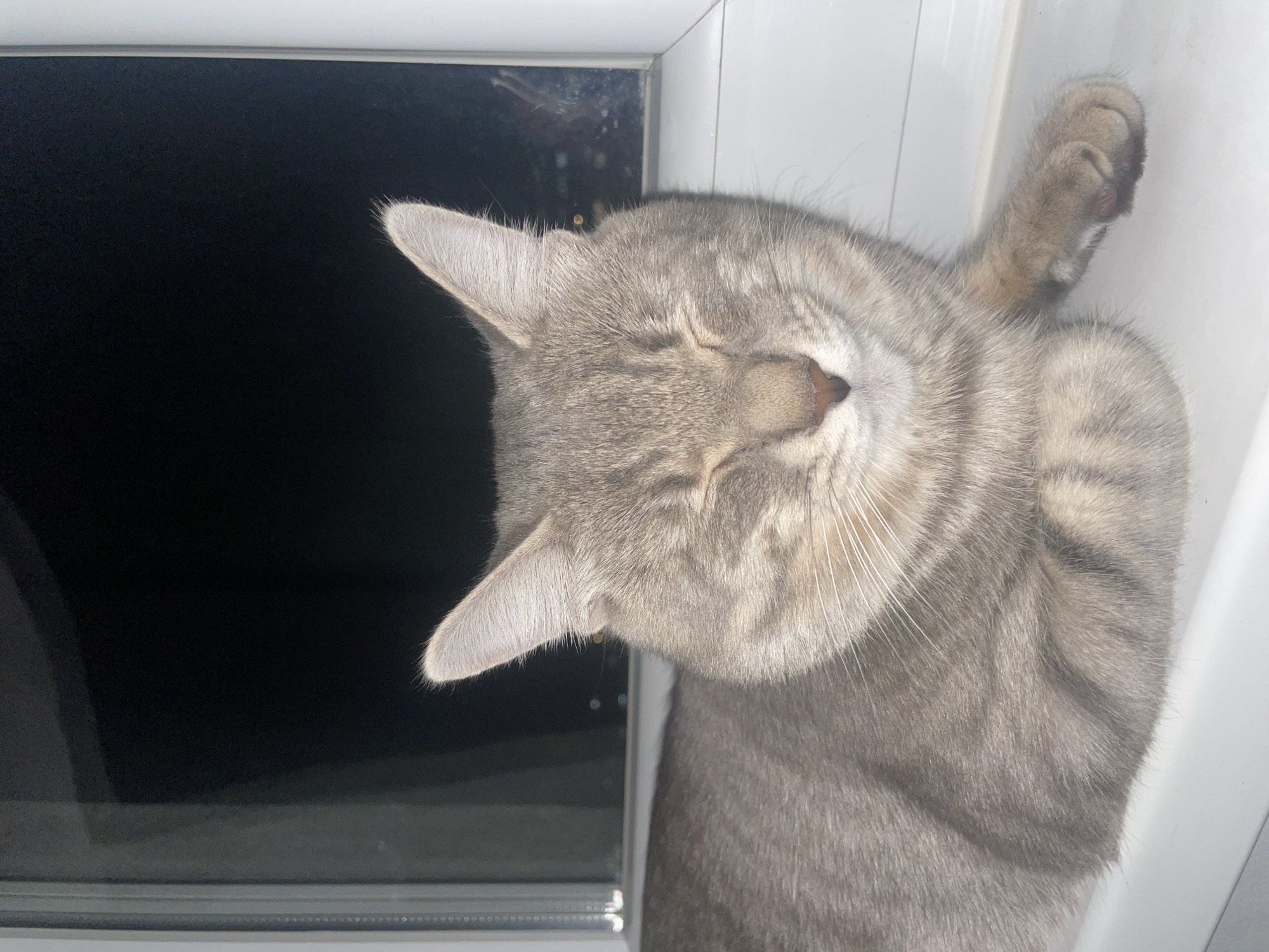 A gray tabby cat is asleep on a window sill. The cat is lying on its side, with its eyes closed and one paw resting on the window frame. The background is a dark, blurred view of what appears to be the outside at night or in low light, with possible suggestions of city lights. The image was taken indoors, with the window frame acting as a visual border. The location is not definitively clear to be Novi Sad, Serbia; further information would be needed.