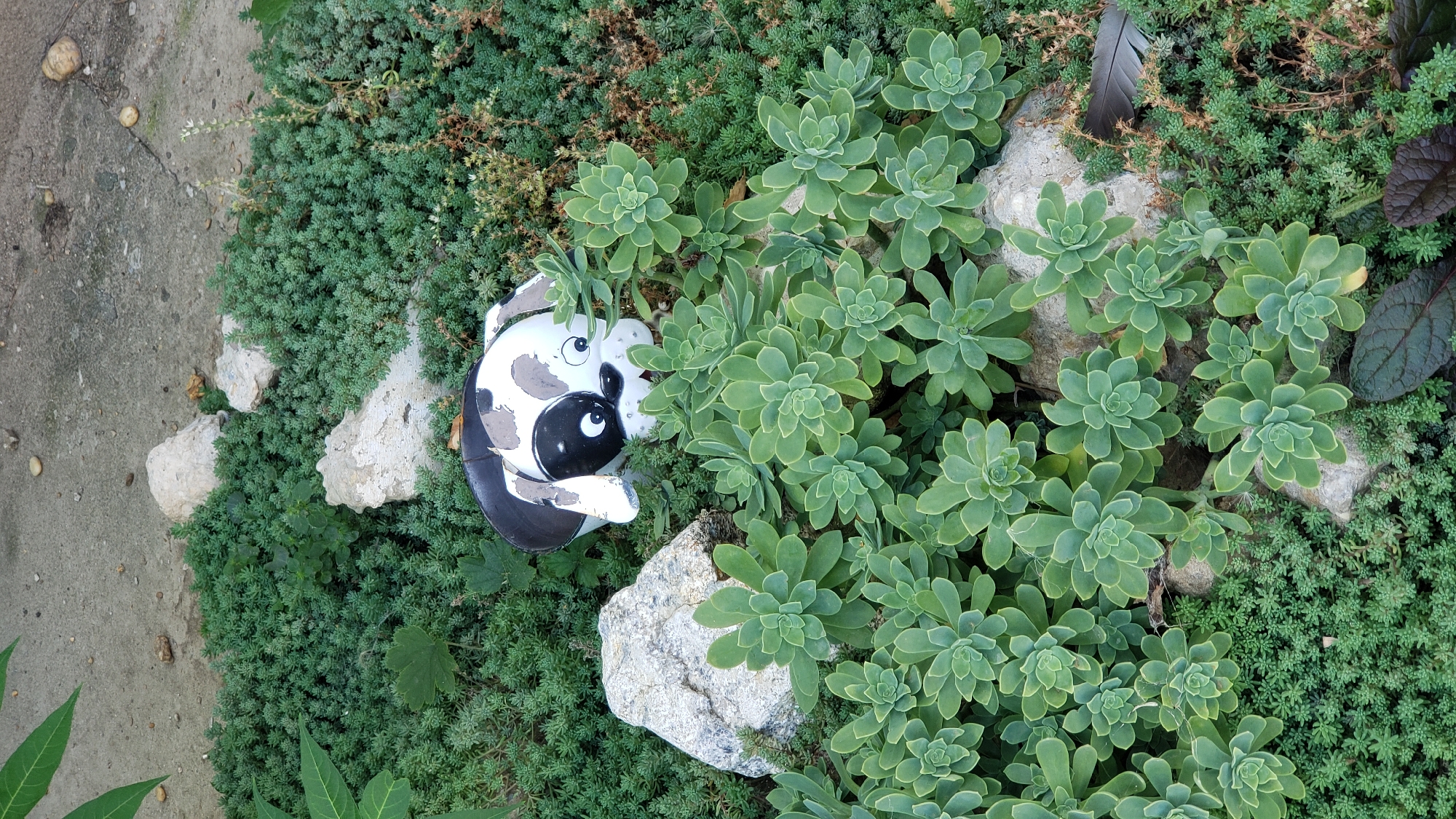 The image shows a ceramic dog figurine lying amongst low-lying green plants and rocks. The dog figurine has black and white patches and large, round eyes. In the foreground, there are several succulent plants with plump, green leaves. In the background, there is a patch of finer green foliage and some grey rocks. The scene appears to be an outdoor garden setting.