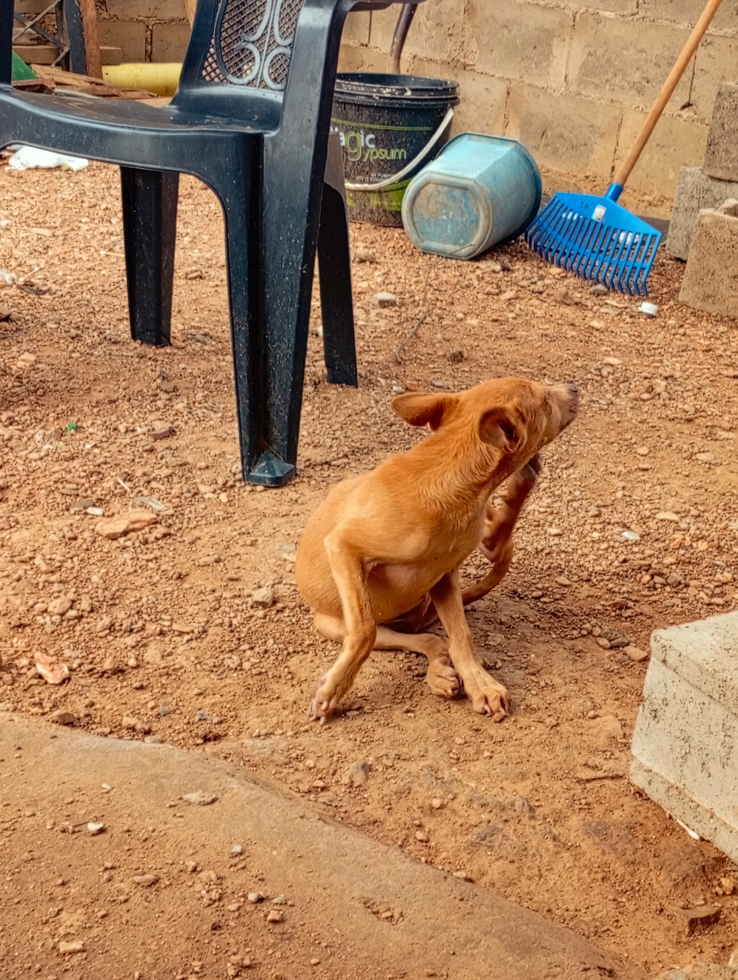 The image depicts a static scene in Altagracia, Venezuela, featuring a light brown dog engaged in self-grooming. The dog, positioned centrally, is a medium-sized, short-haired canine with tan-colored fur. It is seated on its haunches, with its head turned to the right, and its right hind leg raised to scratch behind its right ear.
The immediate environment consists of dry, reddish-brown, loose dirt or gravel. In the foreground, a gray concrete slab or curb runs horizontally across the bottom section of the frame.
In the left mid-ground, a black plastic chair is visible, showing its legs and part of its seat and backrest. Behind the chair, a yellow pipe or tube is partially visible, resting against a wall.
Further into the background, a cinder block wall extends across the upper portion of the frame. Along the base of this wall, from left to right, are several objects: a black plastic bucket, partially visible and standing upright; an overturned light blue plastic container; and a blue plastic rake with a wooden handle, resting on its tines. To the right of the rake, two light-colored concrete blocks are stacked. A small white plastic cap is visible on the ground near the rake.
No people are present in the image, and there are no discernible interactions between the dog and any other living beings.