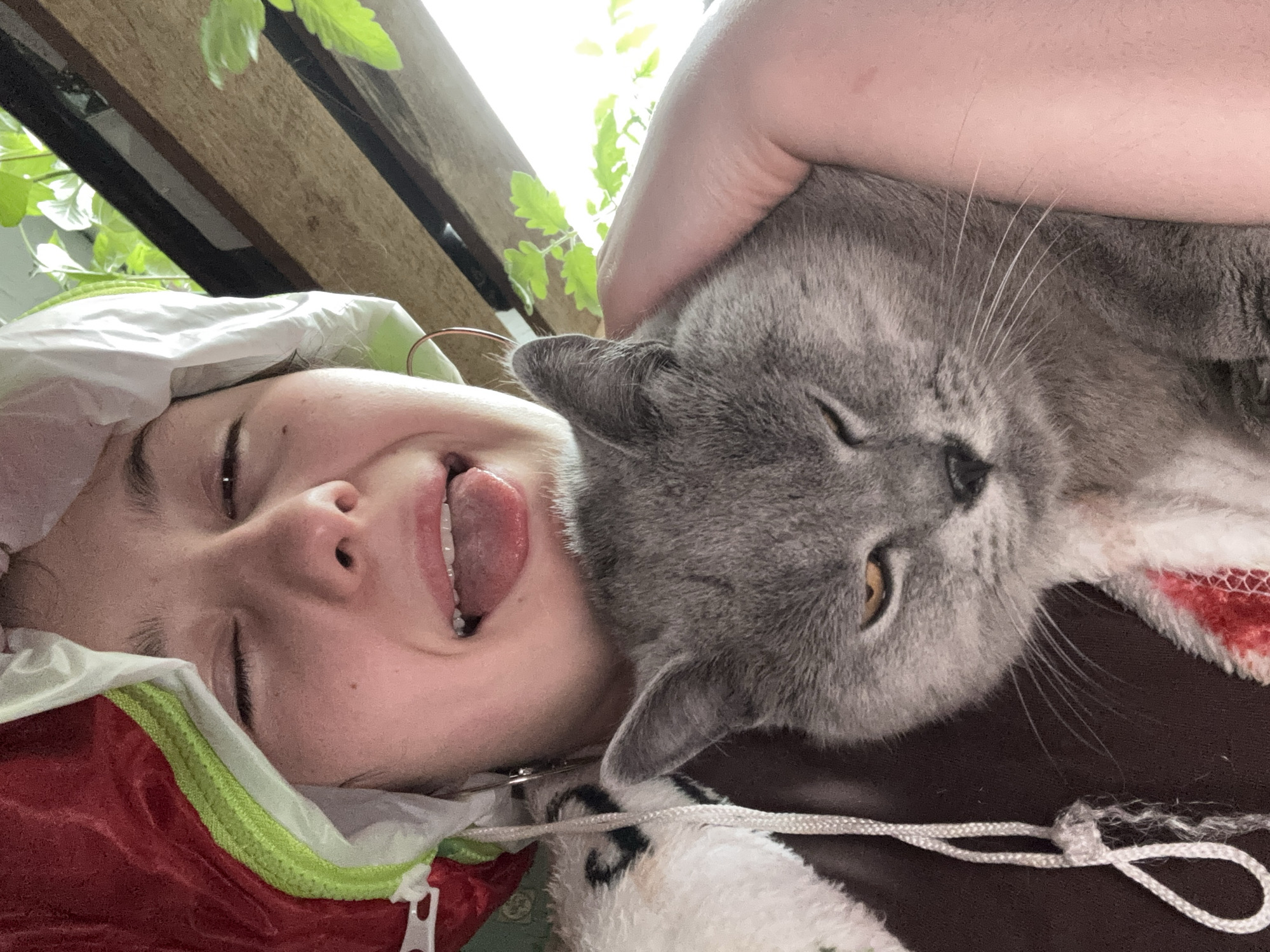 The image displays a close-up, tilted view of a person and a grey domestic cat, likely a British Shorthair, sharing an affectionate moment. The scene appears to be set indoors or in a sheltered outdoor area like a balcony, in Фоки, Russia.
The person, with fair skin and dark hair, is positioned on the left side of the frame, wearing a white hood or head covering and a jacket or blanket with red and lime green sections. Their eyes are partially closed, and their tongue is playfully sticking out, suggesting a cheerful and relaxed mood. A human arm is visible, gently holding or embracing the cat.
The cat, with thick grey fur, distinct whiskers, and warm amber eyes, is nestled closely against the person's face. One of its eyes is open, while the other is partially closed, indicating a state of contentment or being half-asleep.
In the brightly lit background, green foliage is visible, possibly from plants, along with wooden beams or slats, suggesting natural light from a window or opening. Underneath the person and cat, there is a soft, dark brown surface, possibly part of a cushion or bed, and a white string or cord. The overall impression is one of warmth, joy, and a strong bond between the person and their pet, captured during the daytime. No text is visible in the image.
