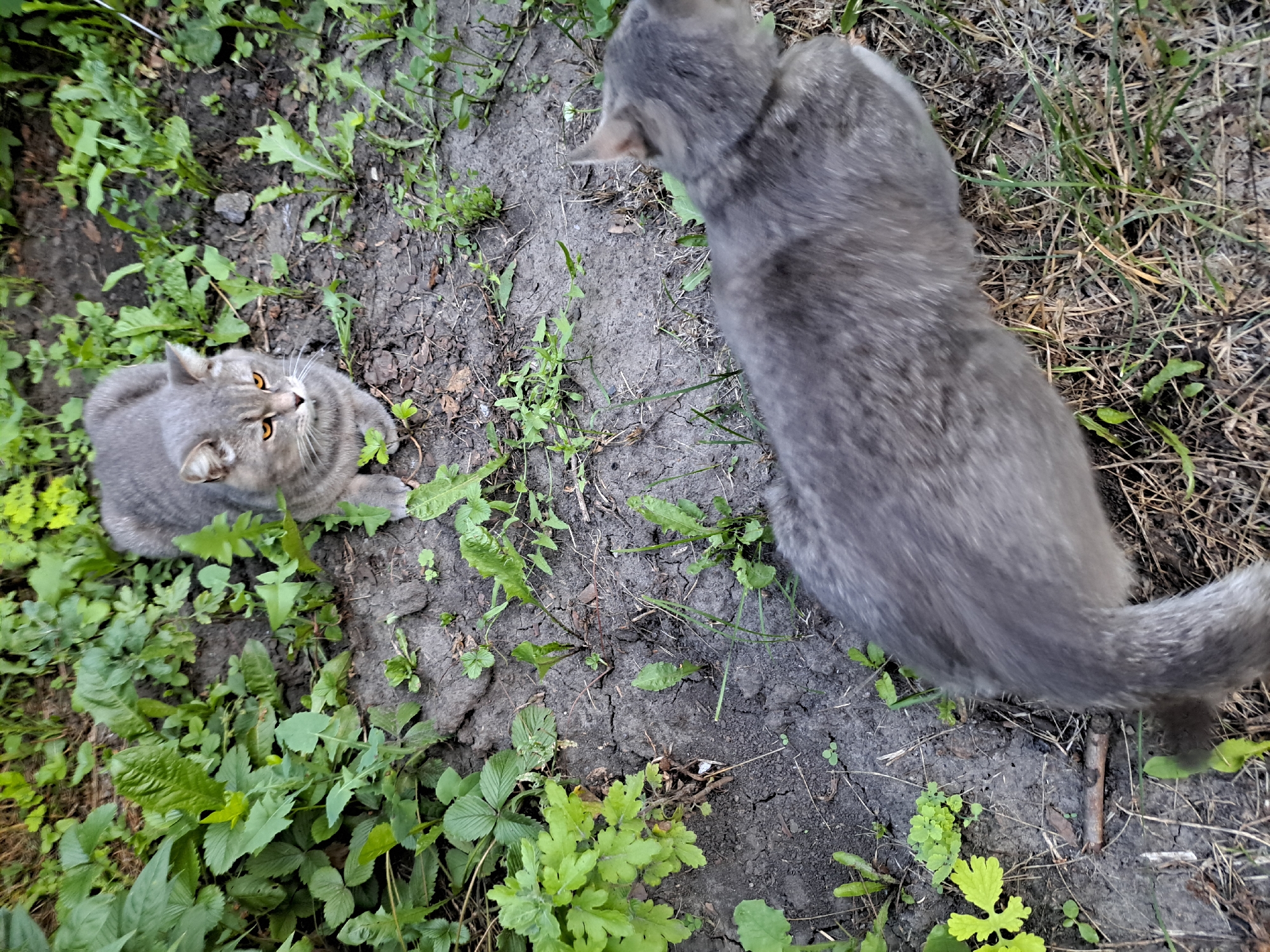 In the city of Chernetsk, Russia, two domestic cats are present in an outdoor environment. One cat, a grey tabby with distinct orange eyes, is positioned in the upper portion of the frame, facing forward and appearing to be resting. The second cat, also a grey tabby, is in the lower portion of the frame, moving from left to right and its body is blurred due to motion. The cats are situated on dark, cracked soil interspersed with green vegetation, including grass and leafy plants. The scene depicts a naturalistic outdoor setting, potentially a garden or a patch of uncultivated land.