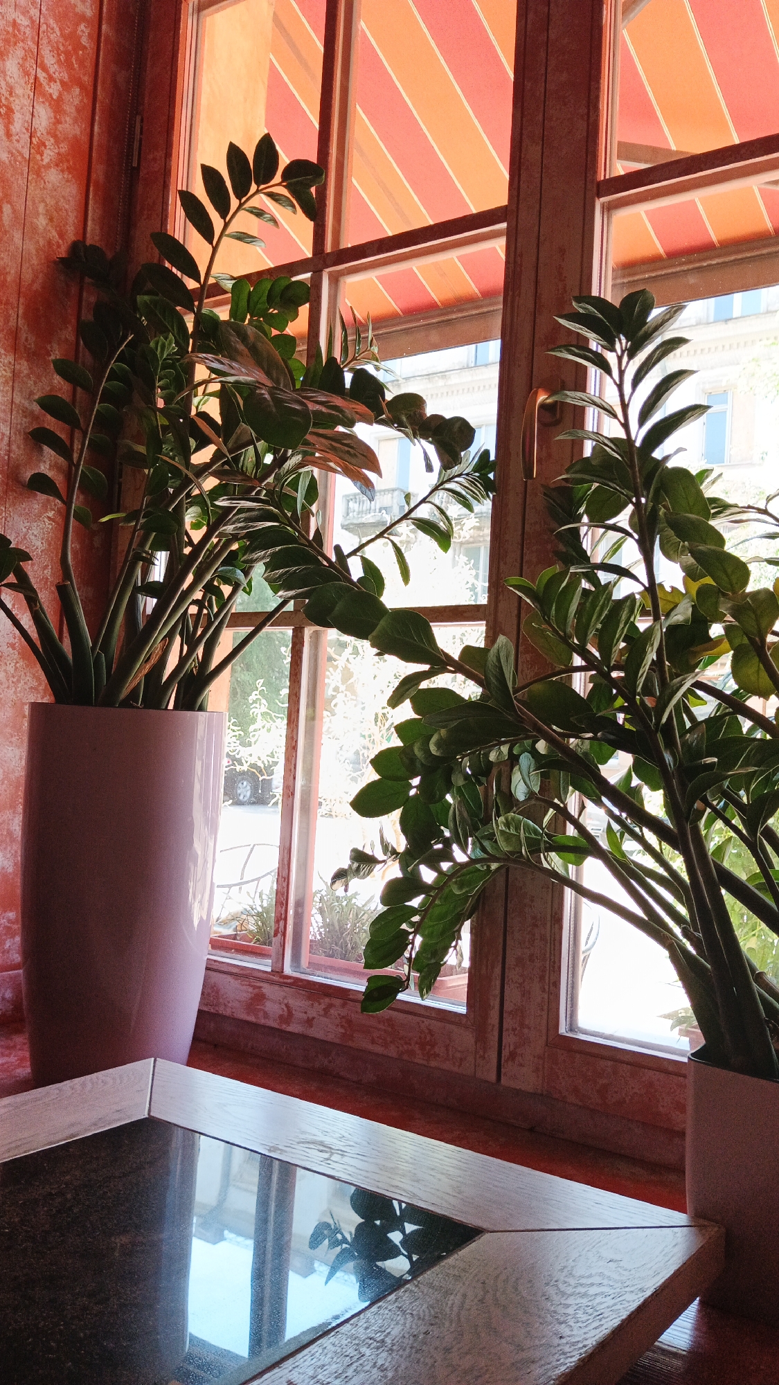 A close-up shot captures two potted ZZ plants situated on a windowsill. The plants, characterized by their glossy, dark green leaves, are positioned in front of a window with an orange and red striped awning. The windowsill is a reddish-orange surface, and a portion of a reflective, dark-colored table with a light-colored wooden frame is visible in the foreground. Outside the window, a building with multiple windows and architectural details is visible, along with hints of greenery and a vehicle. The lighting suggests it is daytime. The scene is an interior environment looking outward through a window.