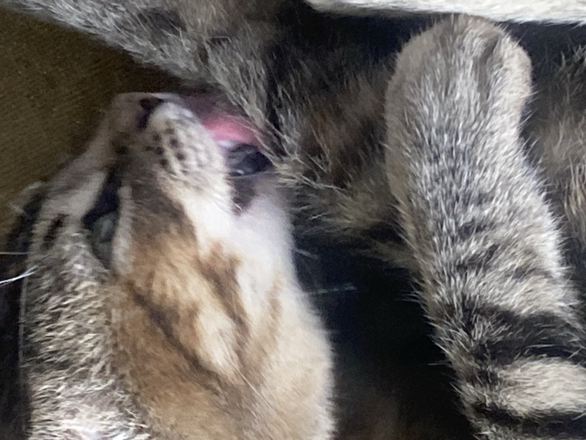 A close-up, out-of-focus image shows a light brown and gray tabby cat. The cat's head is tilted upward with its mouth open, revealing a pink tongue. A furry gray paw with dark stripes is visible near the cat's head. The background appears to be a neutral-colored surface. The location, Tinaquillo, Venezuela, is not evident in the image.