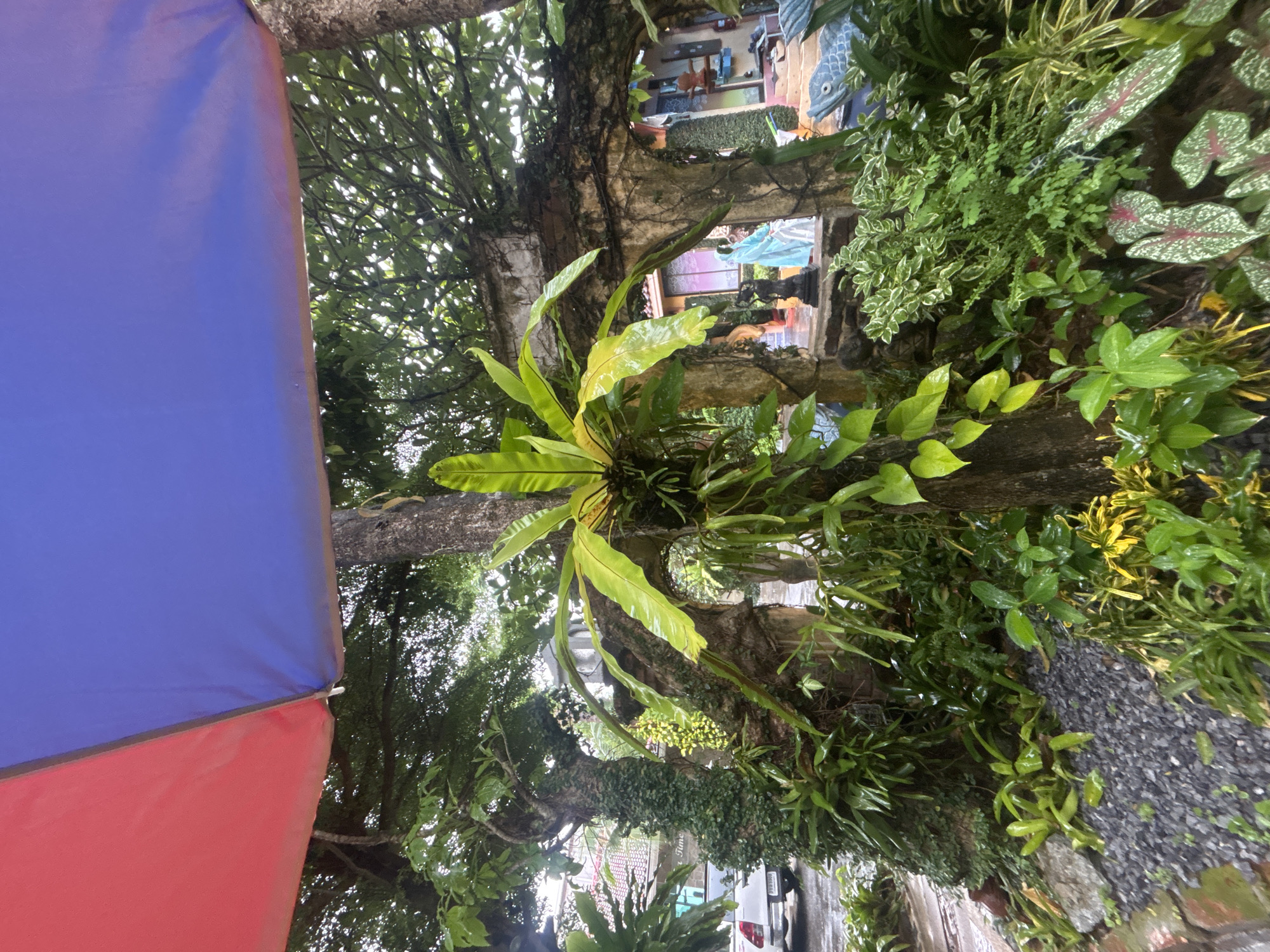 The image depicts an outdoor garden area within the city of Chalong, Thailand, partially covered by a large umbrella with red and blue sections. In the foreground, a variety of lush green plants, including ferns and broad-leafed varieties, are visible. Some plants are growing on the trunks of trees, while others are in the ground, which is covered in dark gravel and some cobblestones. In the background, there are stone archways overgrown with ivy, suggesting an older structure. Through the archway, a person wearing a light blue hooded jacket or raincoat can be seen. To the left, a white pickup truck is parked. The overall atmosphere is damp, suggesting recent rain, with wet foliage and surfaces. The scene appears to be a garden or a courtyard area, possibly part of a cafe, restaurant, or private residence.