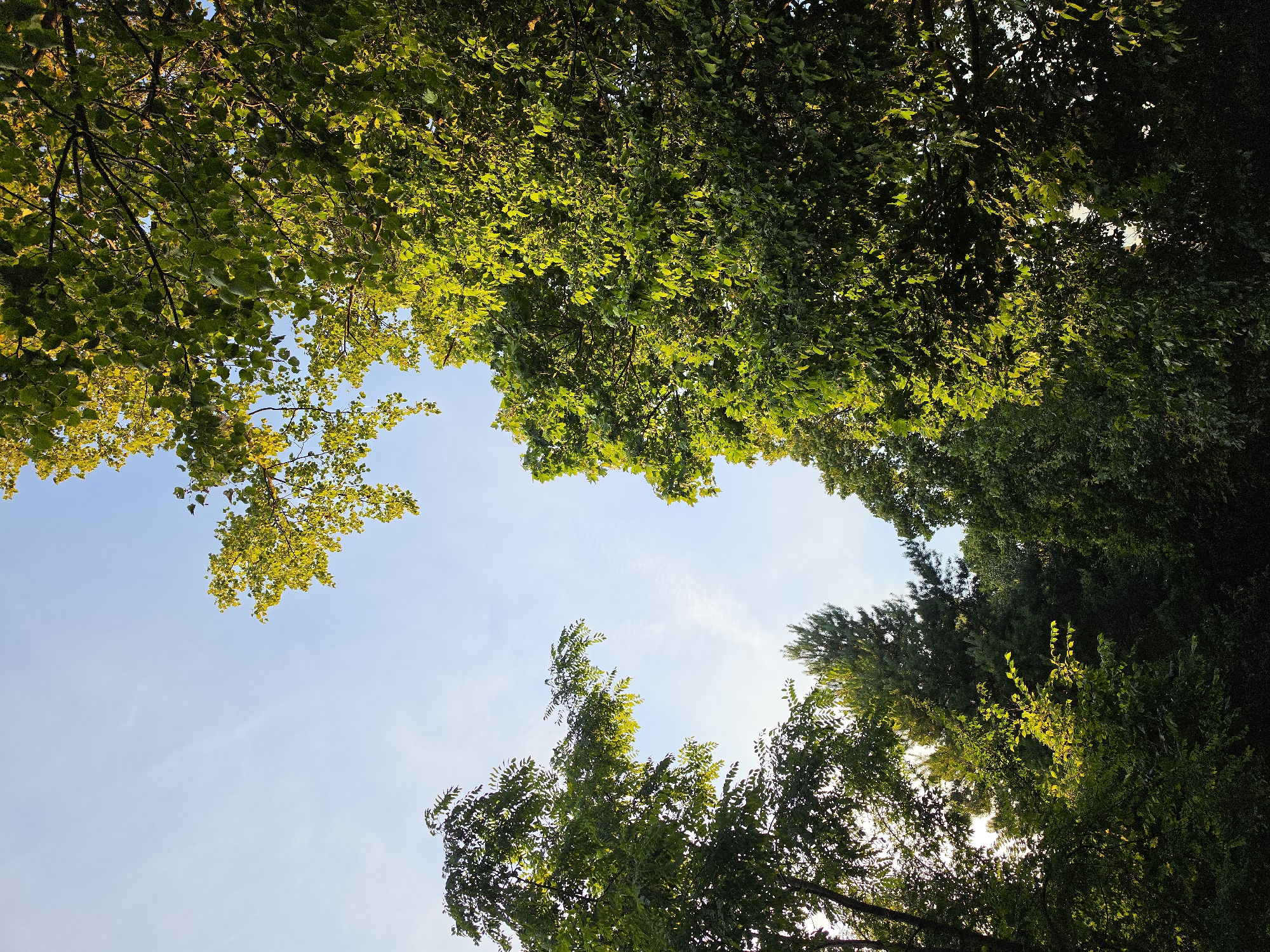 The image depicts a view looking upwards through a canopy of lush green trees towards a clear blue sky with wispy white clouds. The sunlight filters through the leaves, creating bright highlights and casting shadows, indicating it is likely daytime, possibly late afternoon or early morning given the warm lighting. The trees appear to be mature and are densely packed, forming a natural frame for the sky. There are no people or animals visible in the frame. The scene suggests a natural or park-like environment, such as within a forest or a large garden area. The location is identified as Strelna, Russia, implying a temperate climate suitable for such vegetation.