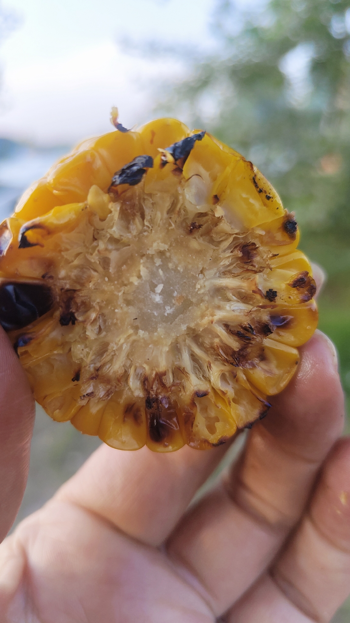 A close-up, vertical shot shows a section of grilled corn held in a person's hand. The corn is golden yellow, with some kernels charred black. The cut end of the corn reveals the inner structure of the cob, with a white, somewhat dry core surrounded by the fleshy parts of the kernels. A few small white specks are visible in the center of the cob. The hand holding the corn appears to be light-skinned. The background is out of focus, showing blurry greenery and a hint of a bright sky, suggesting an outdoor setting. The image lacks any specific details that would indicate its location in Terent'yevo, Russia.
