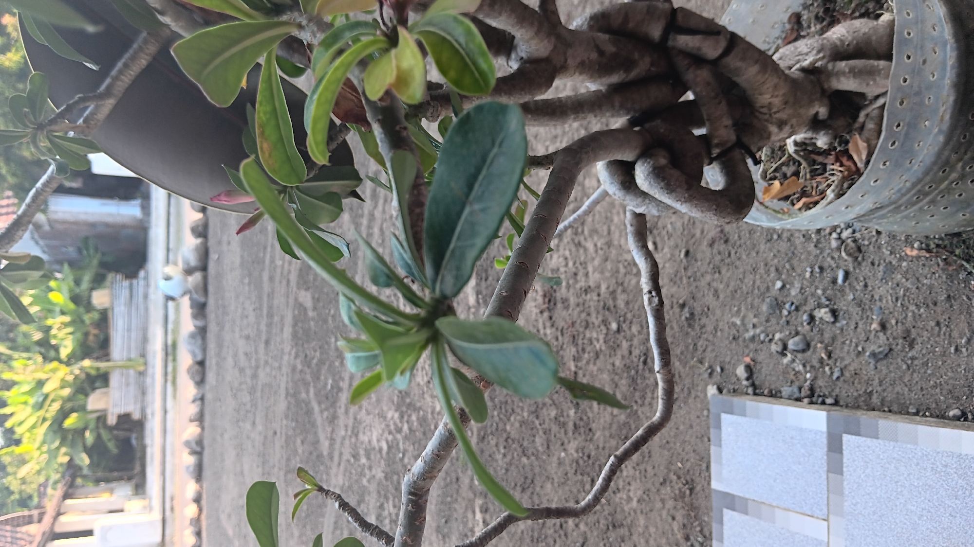A potted desert rose plant with twisted branches is shown in the foreground, with a blurred background of a courtyard and some buildings. The plant is in a clear plastic pot that has been perforated. The ground is covered in dirt and small stones. In the distance, some banana trees are visible. The scene appears to be outdoors, possibly in a residential area.