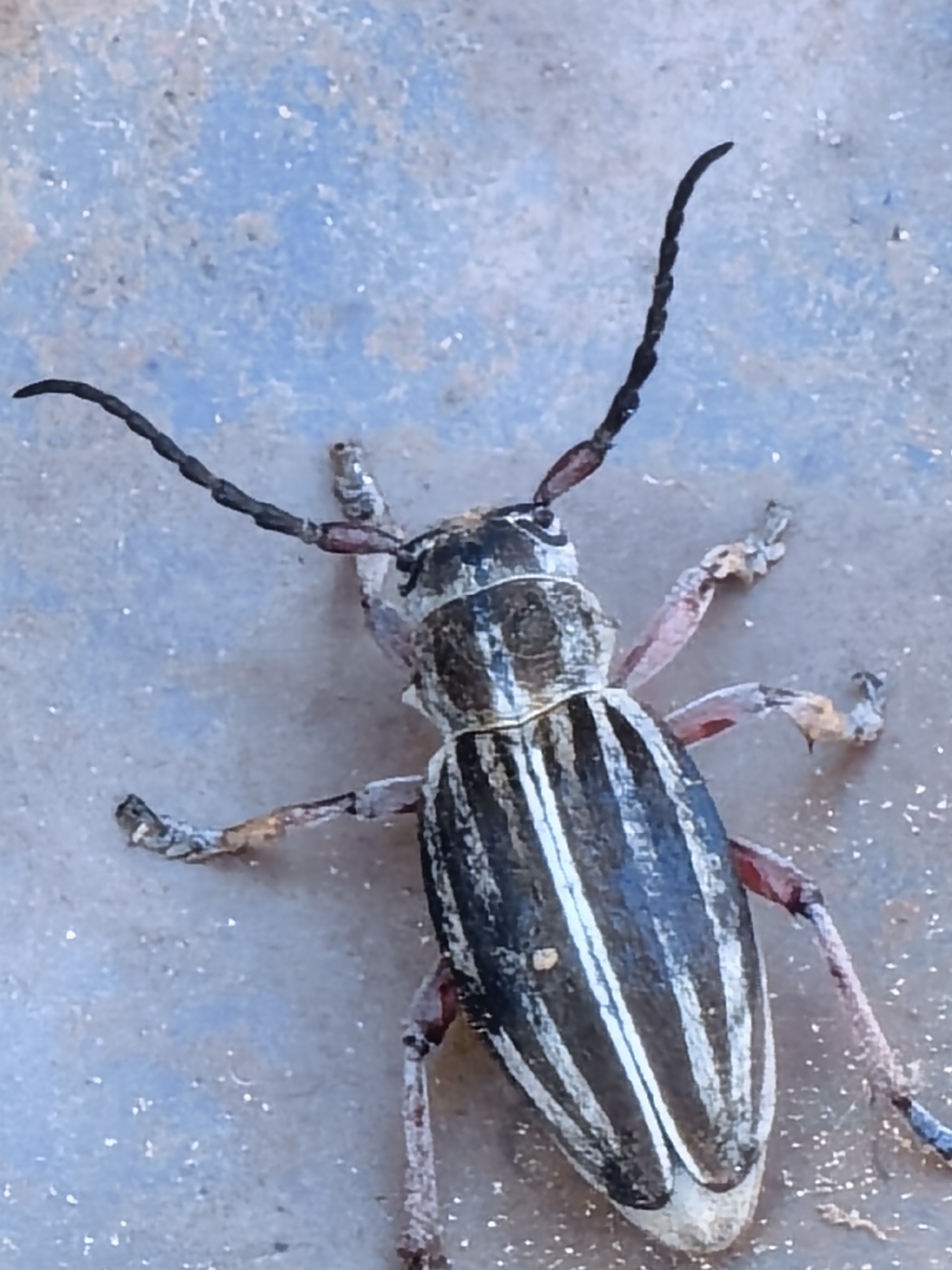 A close-up photograph depicts a longhorn beetle, specifically a member of the genus *Crossidius*, resting on a textured, blue and gray surface. The beetle's body is elongated and features alternating black and white stripes running lengthwise. Its legs are slender and pale in color, with slightly darker tips. The antennae are long, black, and segmented, curving upwards. The beetle appears stationary and is the primary subject of the image. The background is blurred, suggesting a shallow depth of field. No location details are provided.