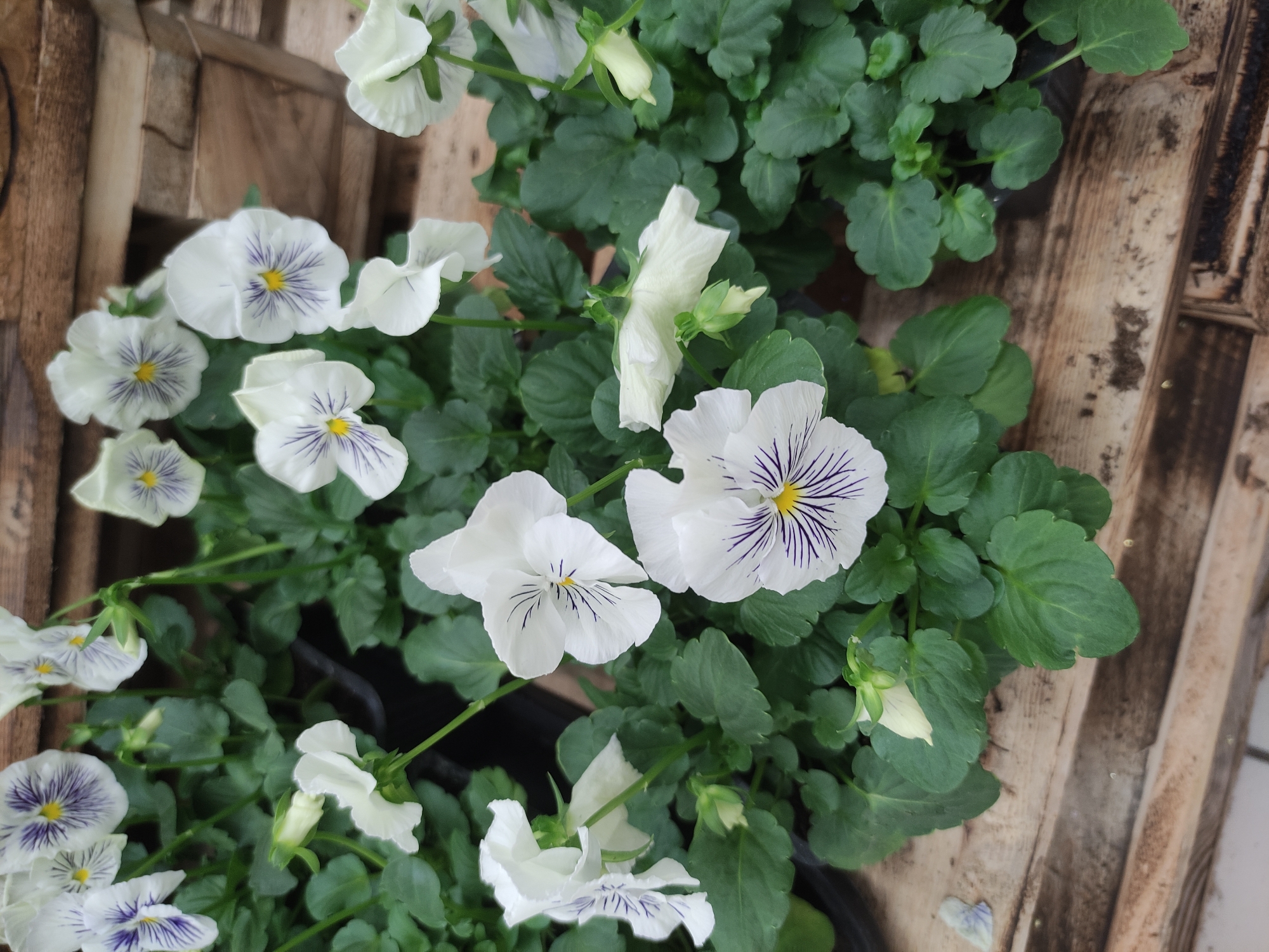 The image presents a close-up, overhead view of a collection of white pansy flowers with purple veining and yellow centers, set against a backdrop of green foliage and weathered wooden slats. The flowers vary in size and stage of bloom, some fully open while others appear as buds. The wooden planks suggest a rustic or outdoor setting. The image lacks any indication of a specific location such as Mytishchi, Russia, or any details about people, actions, or interactions.