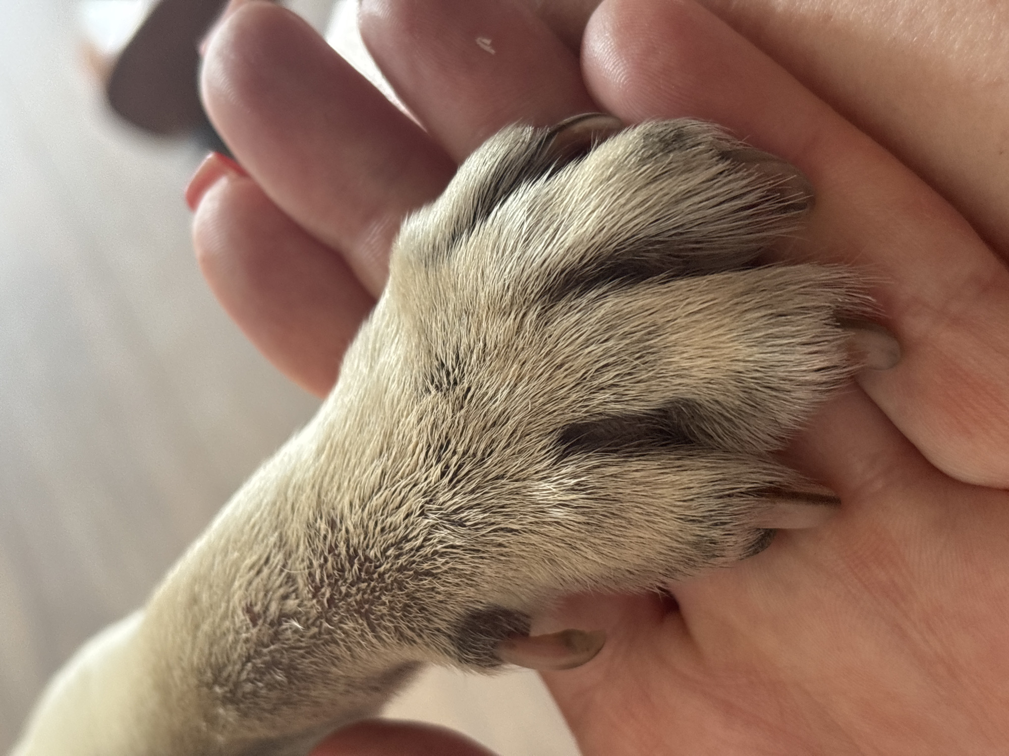 This is a close-up, eye-level shot of a light-colored dog's paw resting on a person's hand. The paw is covered in soft, light-brown fur and has five visible claws, which appear to be slightly worn. The hand holding the paw is a light skin tone with a subtle pinkish hue, and a red fingernail is visible on one of the fingers. The background is blurred and appears to be an indoor setting with soft, neutral lighting. There is no indication of the city of Sochi, Russia, in the image.