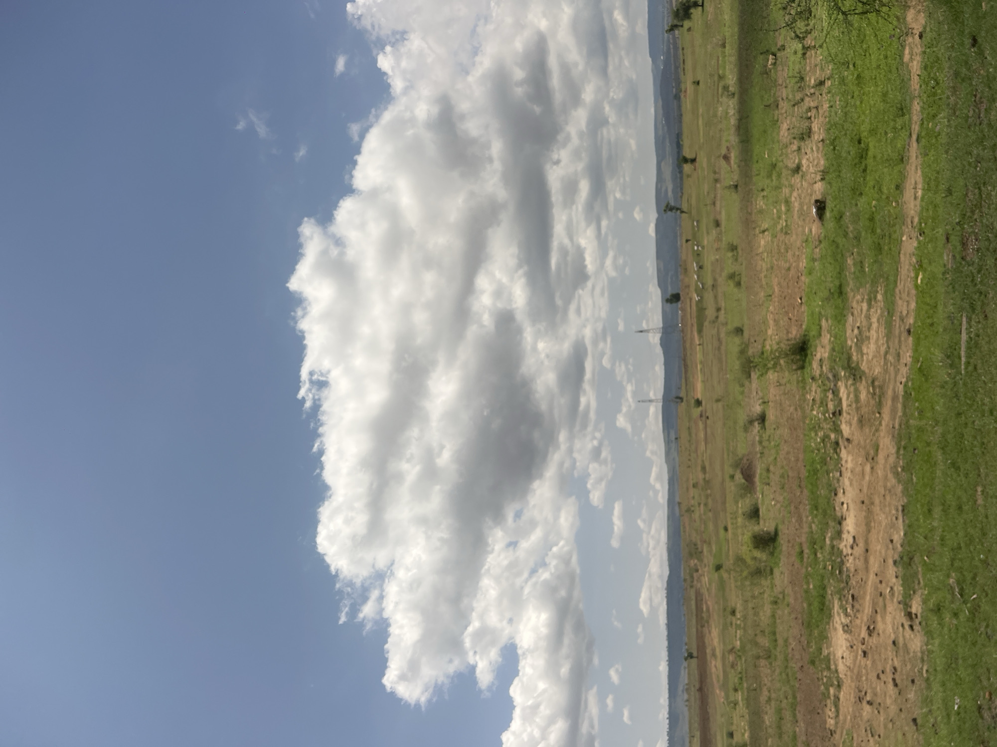 This image captures an expansive, open landscape in Chum, Nigeria, under a partly cloudy sky. The upper portion of the frame features a clear, pale blue sky, which transitions downwards into a large formation of dense, white cumulus clouds with grey undersides, extending across the central sky. The horizon reveals a distant line of low-lying hills or mountains, appearing somewhat muted by atmospheric haze.
The midground consists of a broad, undulating terrain characterized by patches of dry, yellowish-brown earth interspersed with areas of green grass and sparse, low-lying scrub vegetation. Scattered throughout this area are several small, isolated trees with varying foliage. A prominent, tall, lattice-style electrical transmission tower stands on the right side of the midground, with a similar, smaller tower visible further to the left. In the central-right midground, a small group of light-colored animals, identifiable as livestock (likely sheep or goats), can be observed grazing. The foreground comprises rough, uneven ground, predominantly reddish-brown soil with visible small rocks and irregular patches of vibrant green grass. No people or active human interactions are depicted within the scene.