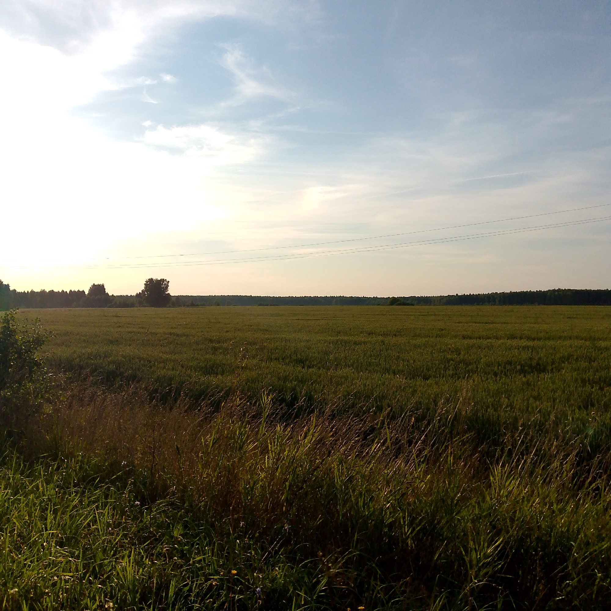 The image depicts a wide, flat agricultural field under a bright, partly cloudy sky. The field, likely cultivated with a grain crop, stretches from the foreground to a distant treeline. In the foreground, a patch of tall, dry grasses and green foliage creates a natural border to the field. A few sparse trees are visible on the far left and in the middle distance, with a dense forest forming the horizon. A power line with three parallel wires stretches across the upper portion of the scene, faintly visible against the sky. The lighting suggests it is late afternoon or early evening, with the sun casting a warm glow. The location is identified as Sysoevo, Russia. There are no people or animals visible in the image, and no actions or interactions are taking place. The scene is a rural landscape focused on agriculture and nature.
