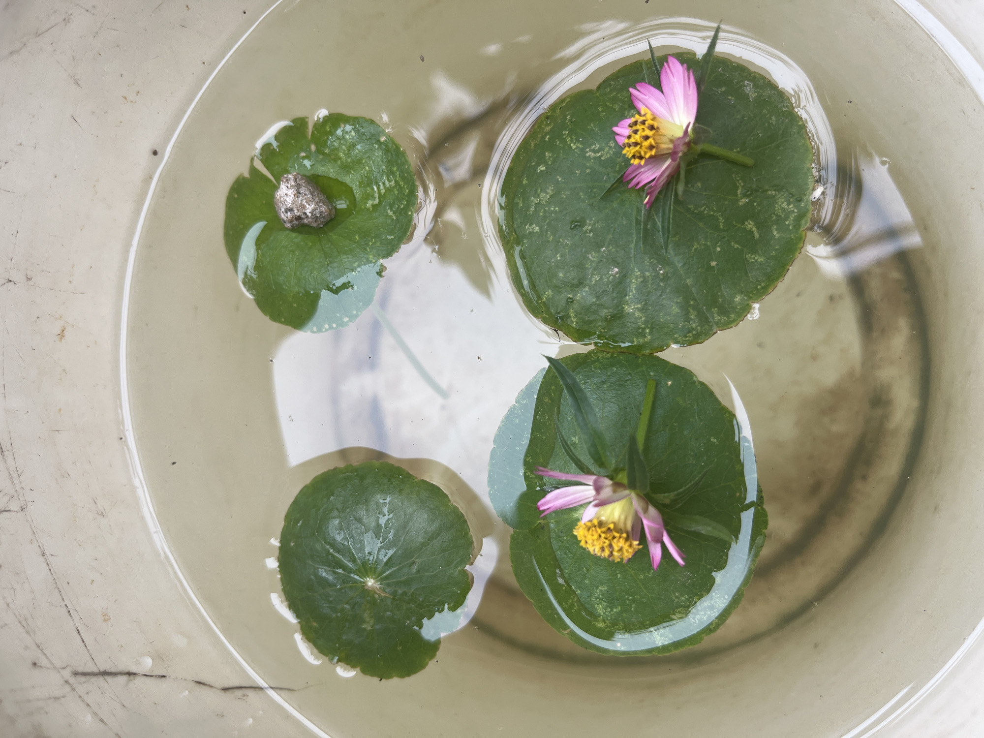 An overhead, medium shot captures a close-up view of a light beige-colored bucket filled with murky water. Four round, green lily pads float on the surface. Two of the lily pads are adorned with delicate pink and yellow flowers. One lily pad hosts a small, silvery-grey rock. The water's surface exhibits subtle ripples, indicating movement. The scene is devoid of human presence and appears to be an outdoor setting in Meliau Hulu, Indonesia.