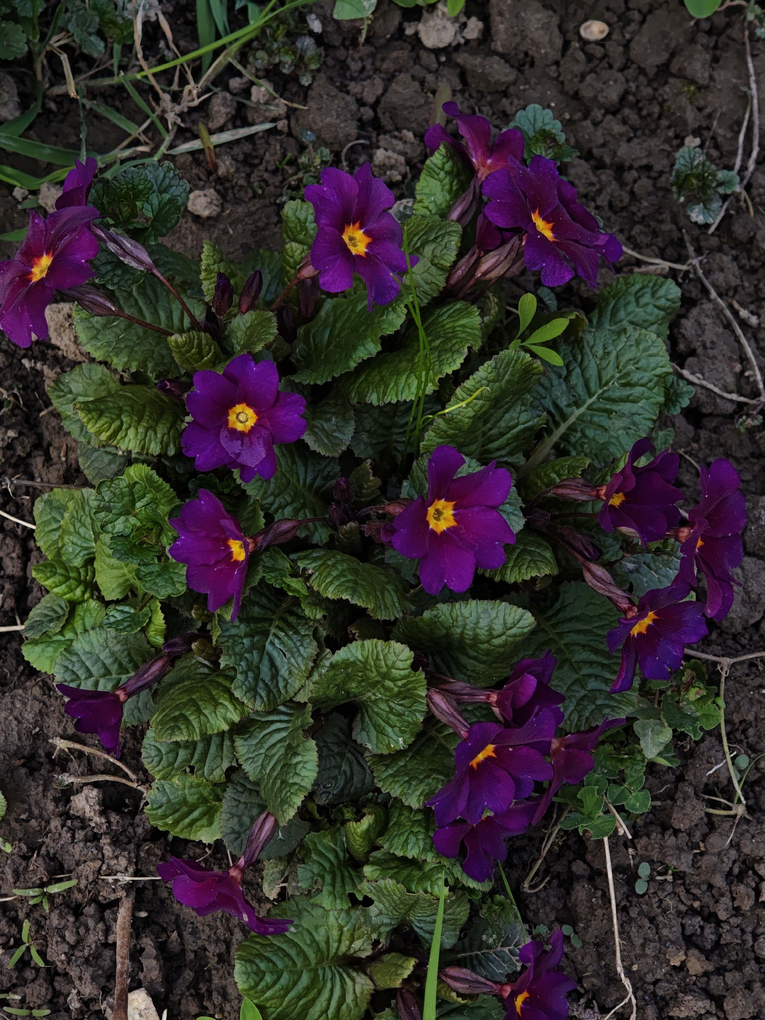 The image shows a cluster of purple primrose flowers with yellow centers growing in soil. The plants have crinkled, green leaves. The soil appears dark and somewhat moist, with bits of grass and small weeds interspersed around the base of the plant. The location, Parkhomivka, Ukraine, is provided, but the image itself does not contain visual indicators confirming this location.
