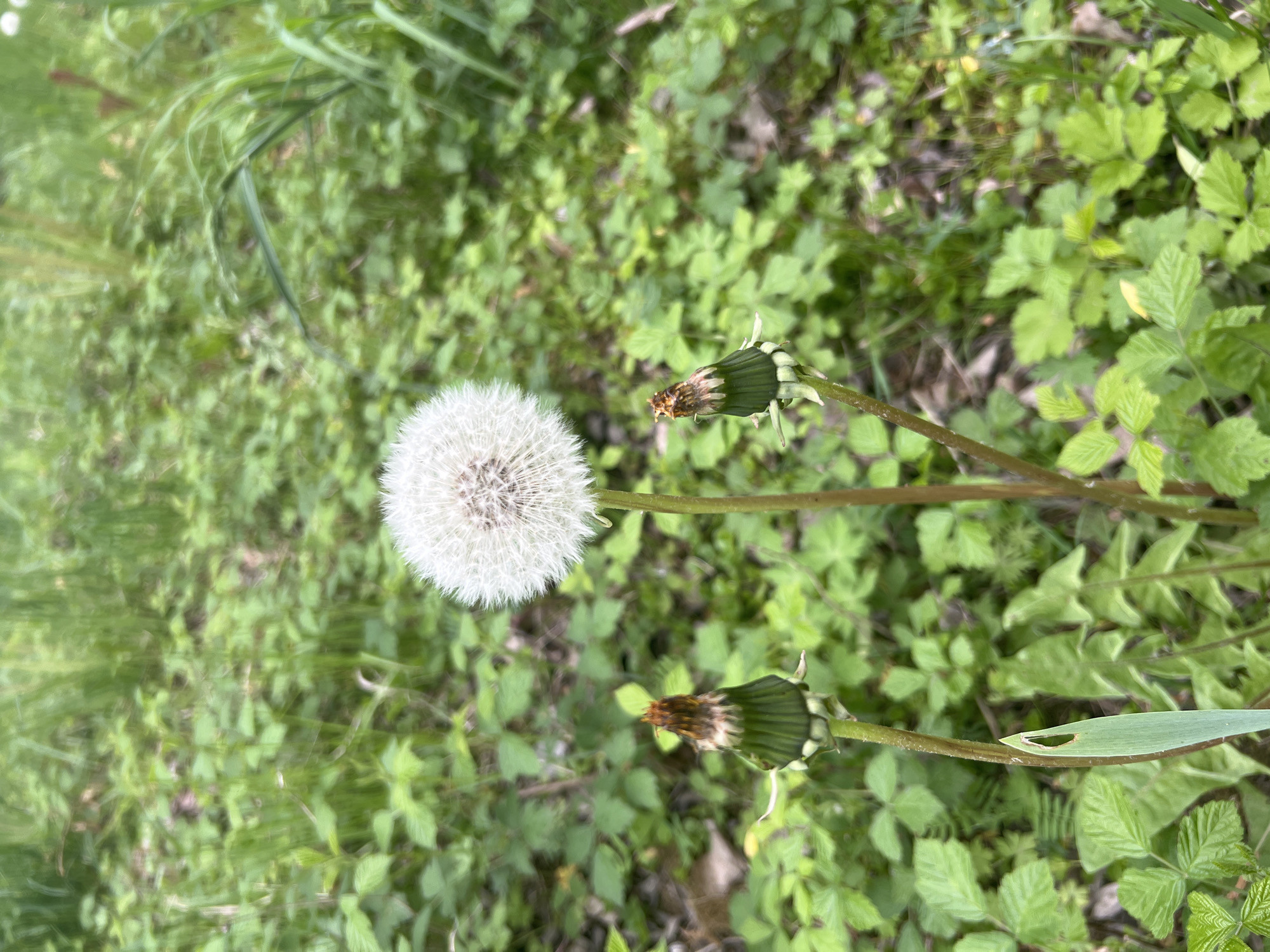 The image shows a patch of greenery with a focus on a dandelion in seed (puffball) and two closed dandelion flowers. The vegetation includes grasses and broadleaf plants, possibly brambles or similar ground cover. The scene is bathed in natural light. There is no evidence to confirm the location in Cherliany, Ukraine. No people are present.