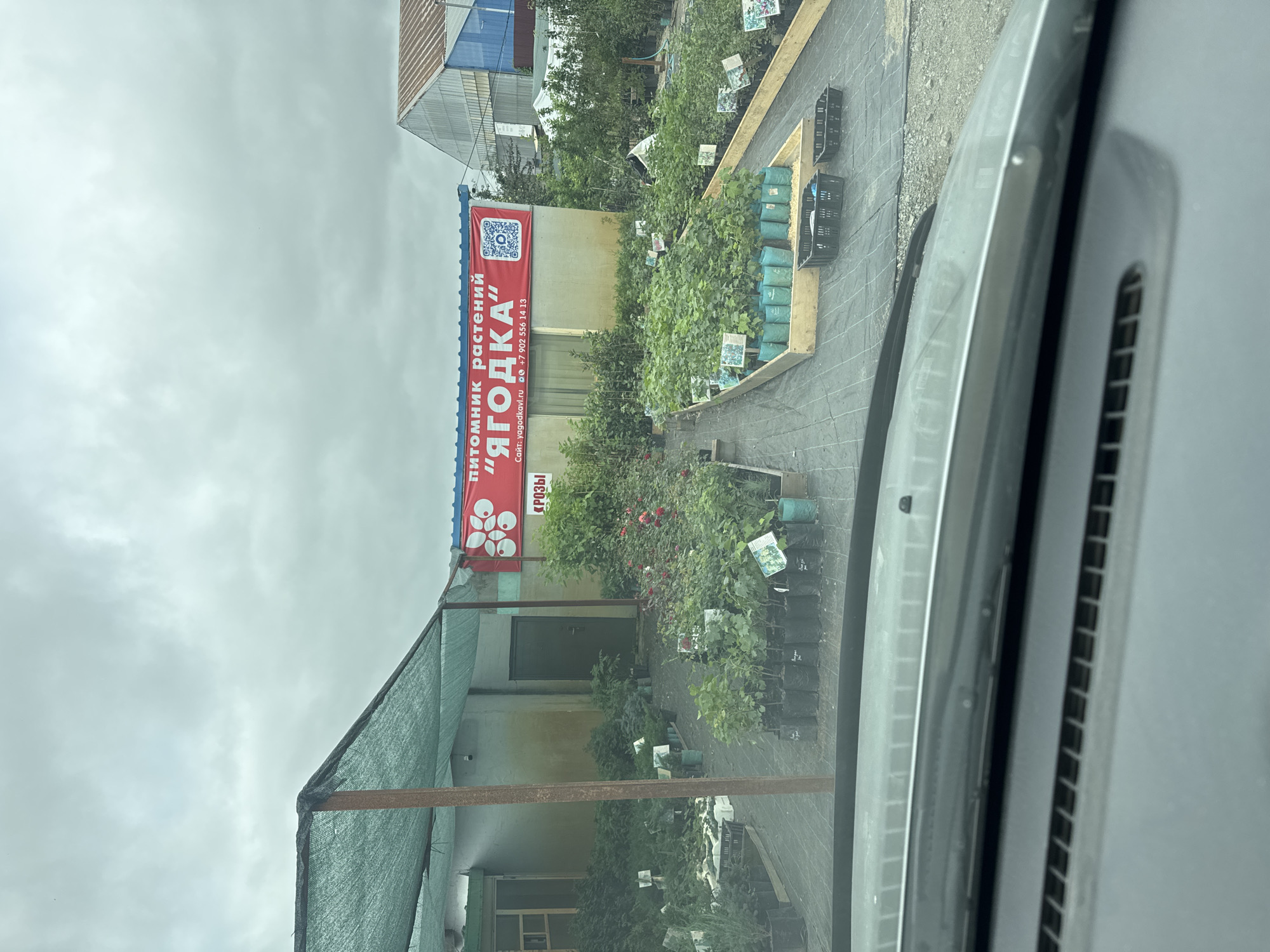 The image shows a plant nursery located in Artyom, Russia. A large red banner with white text reads "питомник растений 'ЯГОДКА'" (plant nursery 'YAGODKA'). Below the banner, a website address "yagodkavl.ru" and a phone number are visible. The nursery displays a variety of potted plants, including what appear to be berry bushes and rose bushes, arranged in rows on a gravel and fabric-covered ground. A building with a green door and a green mesh awning is partially visible to the left, and a greenhouse structure can be seen in the background on the right. The sky is overcast. The photo is taken from inside a vehicle, as indicated by the car's dashboard in the foreground.