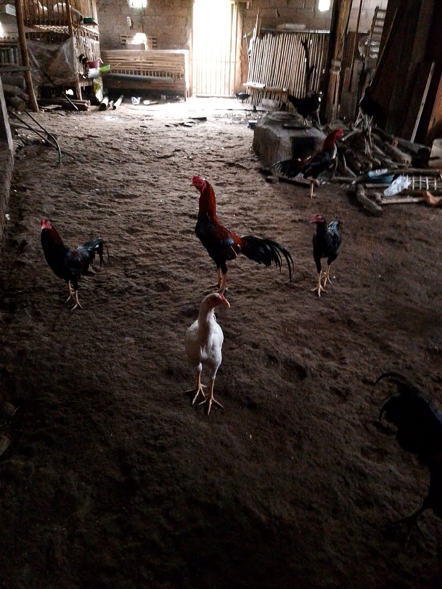 In the dimly lit interior of a rustic structure, possibly a barn or poultry coop in Babadan, Indonesia, five roosters are visible on a dirt floor. The chickens, varying in color from dark brown and black to white, stand with their legs splayed. One white rooster is positioned in the center foreground, facing left. To its left, a dark-colored rooster stands looking left. To the right and slightly behind the white rooster, another dark-colored rooster stands facing forward. In the mid-ground, a large, multi-tiered wooden cage structure is visible on the left, with white plastic sheeting draped over it. Further back, wooden planks and bundles of sticks are stacked. The background shows a wall made of vertically oriented wooden slats, with a large, open doorway allowing bright light to enter. The floor is uneven and dusty, with scattered debris.