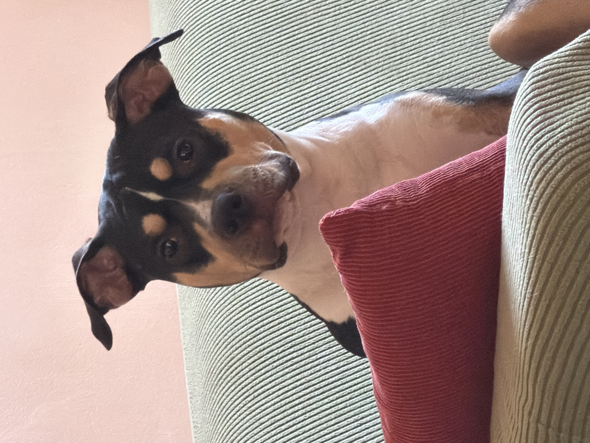 A tricolor dog, predominantly black and white with tan markings, peeks over the back of a light green ribbed sofa. The dog's head is tilted to its right (viewer's left), and it looks directly into the camera with an attentive and curious expression. It has black fur covering its head, with tan patches above its eyes and on its cheeks, and a white muzzle. Its body is visible with white and black fur. A red pillow with a corduroy-like texture rests beside the dog, partially obscuring its lower body. The sofa also has a fine ribbed pattern. In the background, to the left of the dog, is a plain, light pink or peach-colored wall. The image is taken from a low angle, looking upwards at the dog. The lighting is bright and appears to be daytime. No specific location cues for Tel-Aviv, Israel, are visible within the image itself. There is no visible text.
