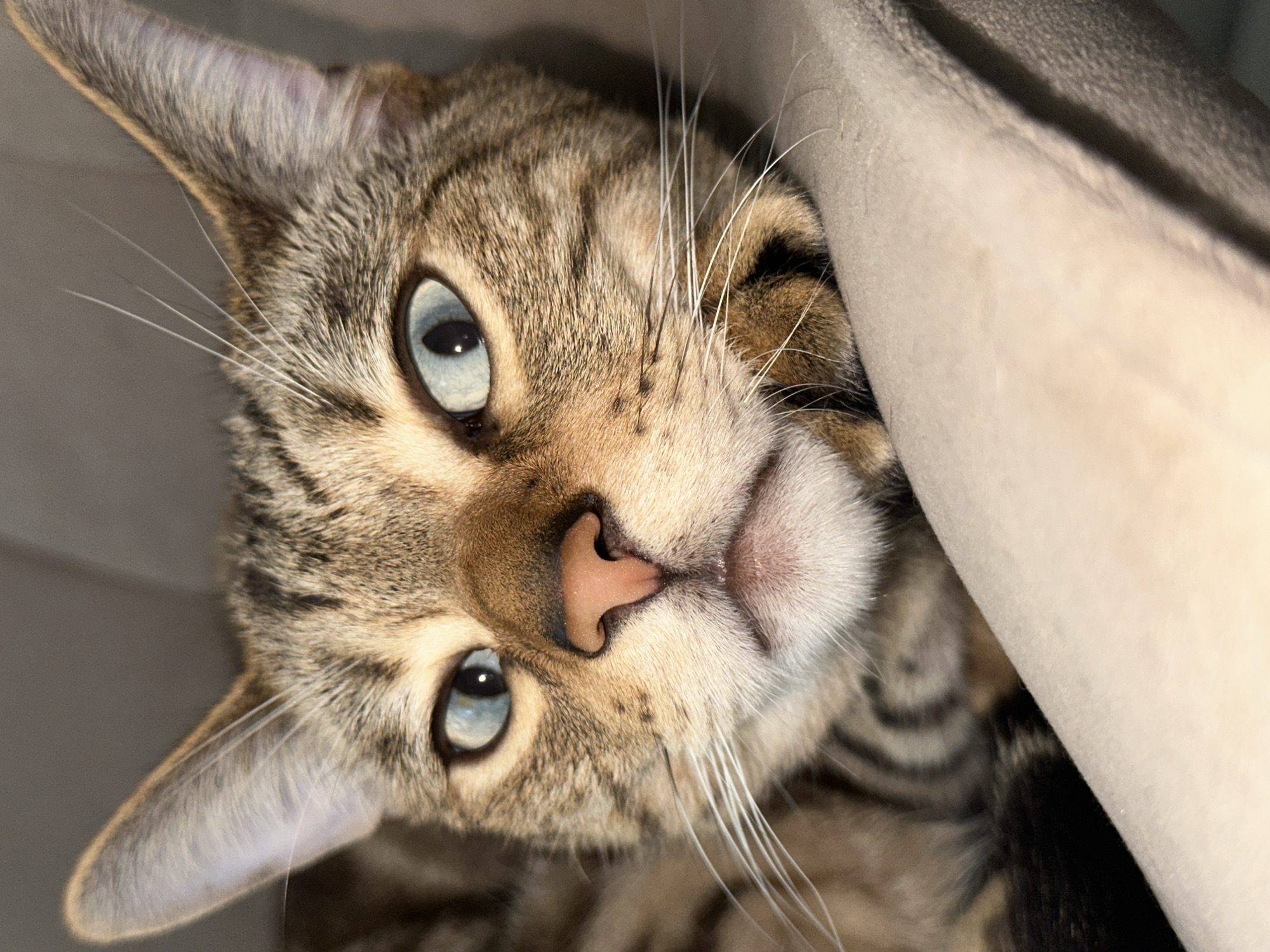 A close-up, eye-level, indoor photograph shows a tabby cat with light blue eyes and black stripes on its fur. The cat is resting its head on a light-colored fabric surface, possibly a couch or blanket, and its body is partially visible. The background is a blurred, neutral gray. The scene is not specific to any location within the city of Chaikovsky, Russia, or any other specific geographic area, and there are no people or actions depicted.