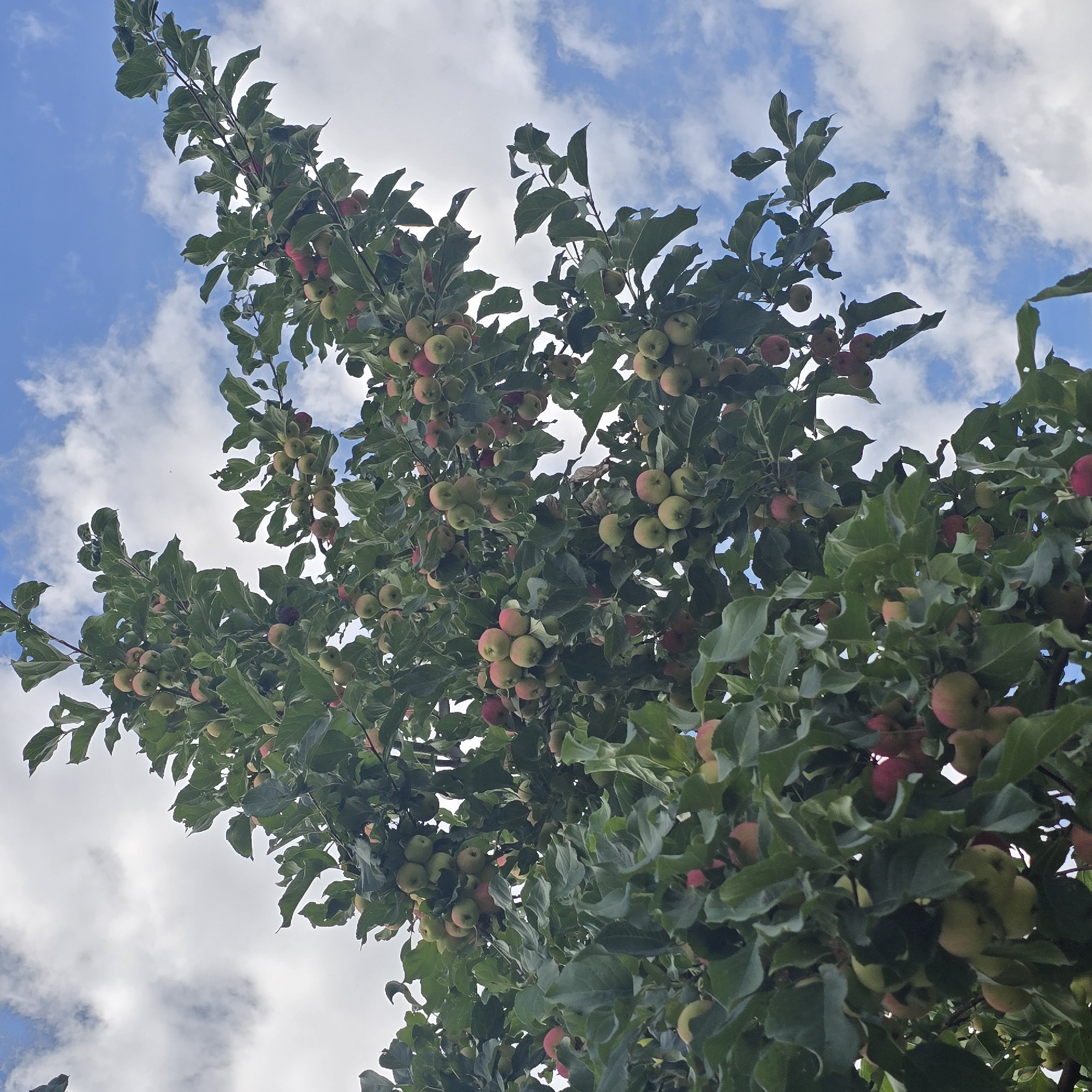 The image shows a close-up of a tree branch laden with ripe apples, set against a blue sky with scattered white clouds. The apples are a mix of green and red hues, and some appear to be small, ornamental crabapples rather than standard eating apples. The tree's leaves are a lush green, some showing signs of age with slight damage. The branches themselves are thin and dark, supporting the weight of the fruit. The lighting suggests it is daytime, with the sun likely positioned to the side of the frame. There are no people or any specific identifiable landmarks to indicate a location in Belokurikha, Russia, or any other city. The scene is a naturalistic depiction of an apple tree in fruit.