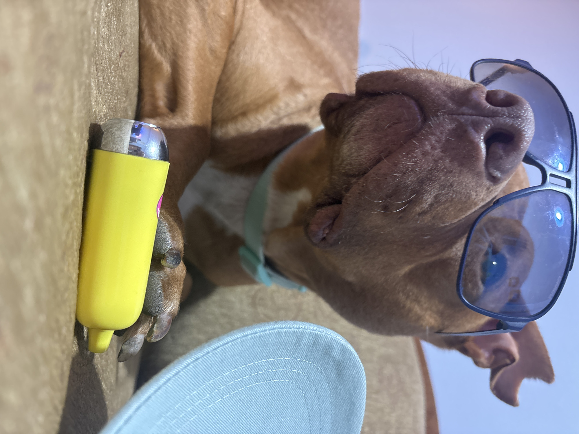 A medium shot depicts a tan dog with sunglasses resting on its nose. The dog is lying down, holding a yellow and silver object with its paw. A light blue baseball cap lies beneath the dog's paw. The background appears to be a wall. No information suggests the location is Sofia, Bulgaria.
