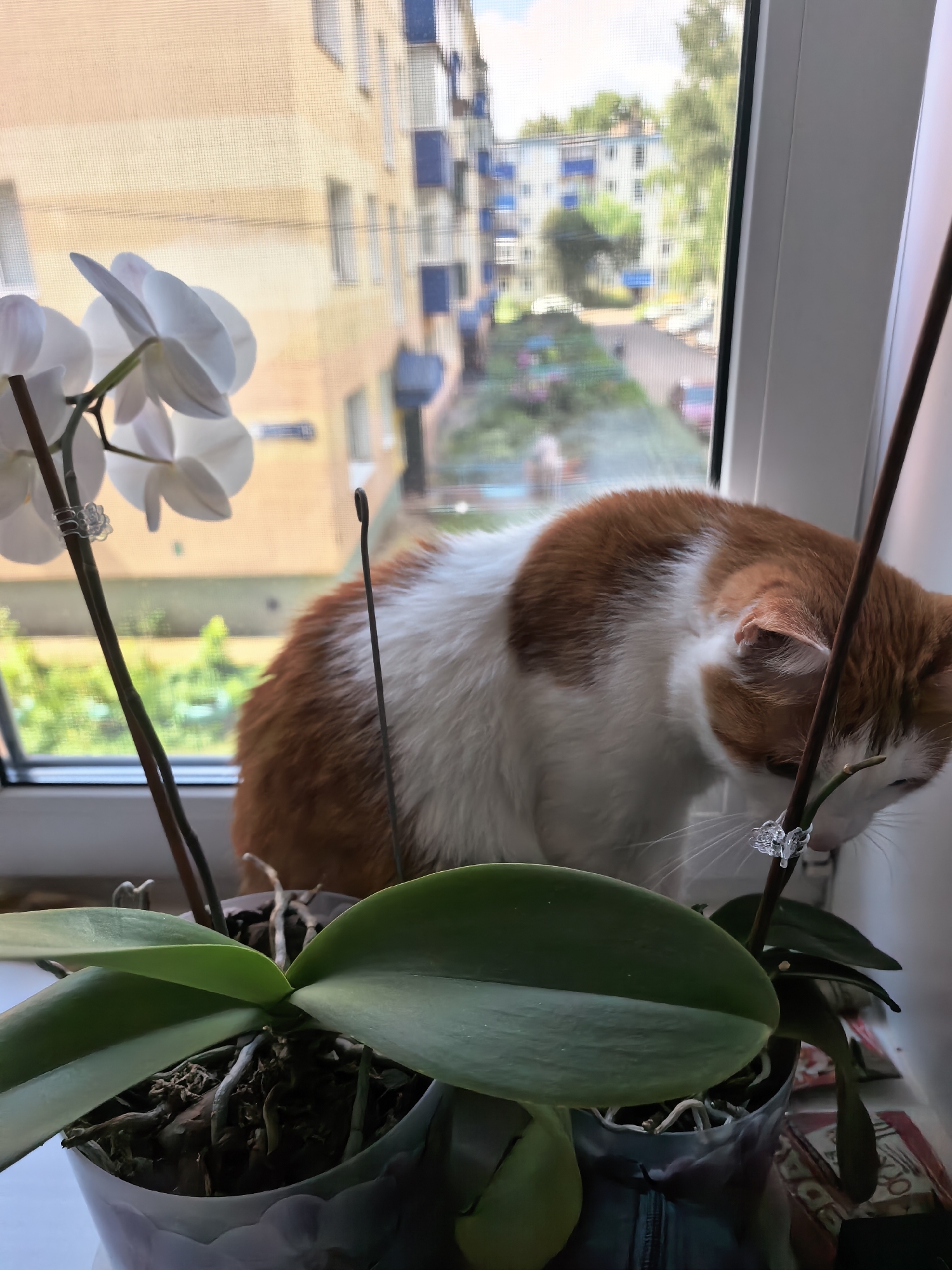An orange and white cat is sitting on a windowsill in a city apartment in Sterlitamak, Russia. The cat is looking down at a potted orchid plant. The orchid has white flowers and green leaves. Outside the window, there are apartment buildings and trees. The scene is brightly lit by natural light.