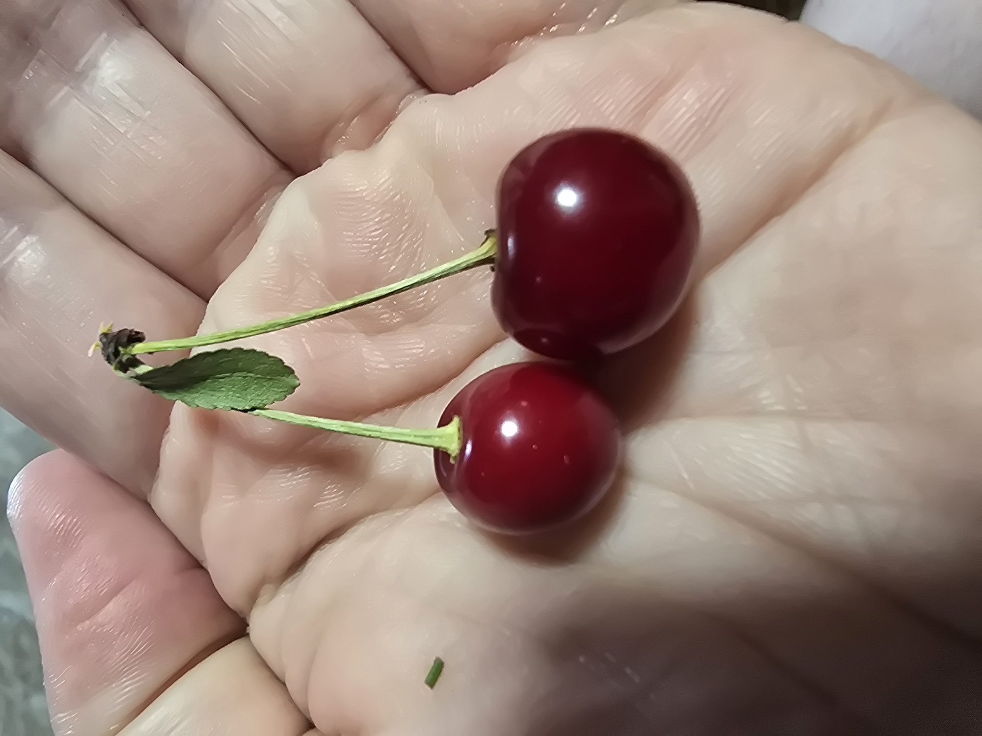 Two ripe, dark red cherries with green stems are held in an open palm. The cherries are slightly different in size, with one being larger than the other. A single green leaf is attached to the stems of the cherries. The palm is lightly tanned and appears to be clean. The background is blurred but suggests an indoor setting with neutral colors. The image was taken in Ермолаево, Russia.
