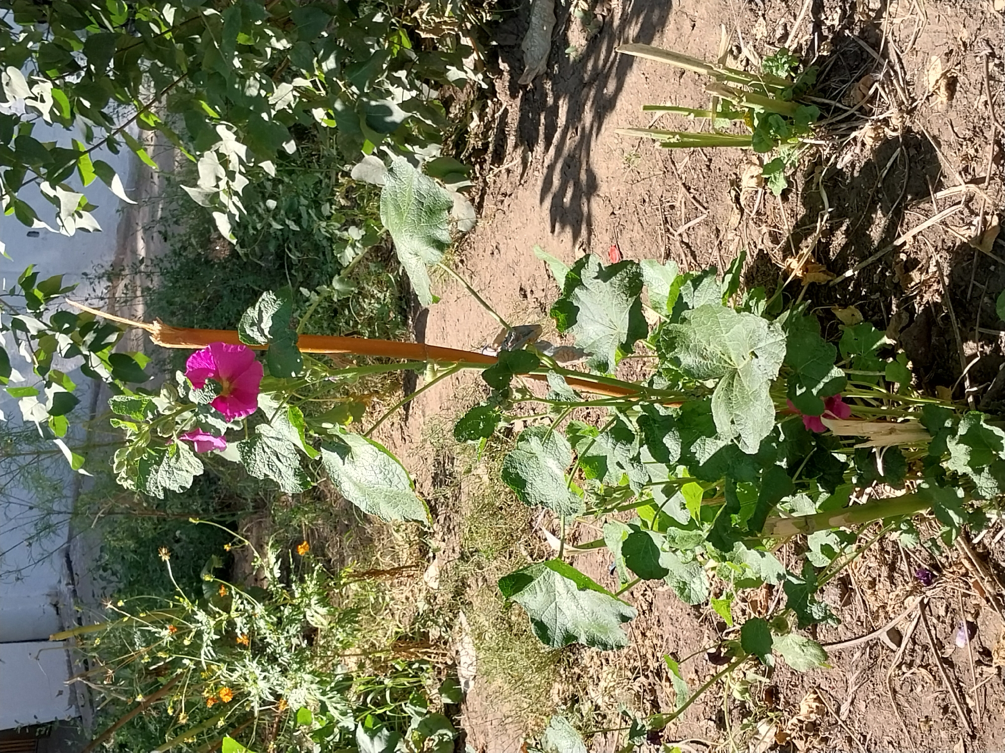 The image shows a close-up view of a pink hollyhock flower in a garden setting. The flower is in bloom, with vibrant pink petals and a prominent stamen. It is supported by a tall, slender stalk, which is tied to a wooden stake. The hollyhock plant has large, green, heart-shaped leaves with a textured surface. The ground around the plant is covered with dry soil, scattered leaves, and twigs. In the background, there are other plants and foliage, suggesting a natural or overgrown garden environment. The scene is lit by sunlight, casting shadows on the ground. The image does not depict any people, actions, or interactions. There is no information in the image that can be used to determine its specific location within the city of Oral, Kazakhstan.