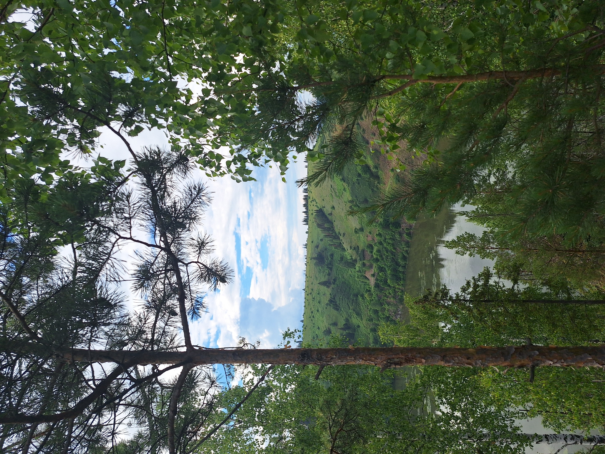 The image depicts a view of the Tom River in the city of Sim, Russia, as seen from a forested hillside. In the foreground, several trees, including a prominent pine tree with a rough bark texture, frame the scene. Dense green foliage from various trees, some with broad leaves and others with needle-like leaves, partially obscure the view of the river and the opposite bank. The river itself is a muted gray-green, with subtle ripples on its surface. Beyond the river, rolling hills covered in lush green vegetation stretch into the distance. Scattered trees, appearing as dark green dots, dot the landscape of the hills. The sky above is a mix of blue with scattered white clouds, some of which are quite fluffy. The overall impression is one of a natural, serene landscape.