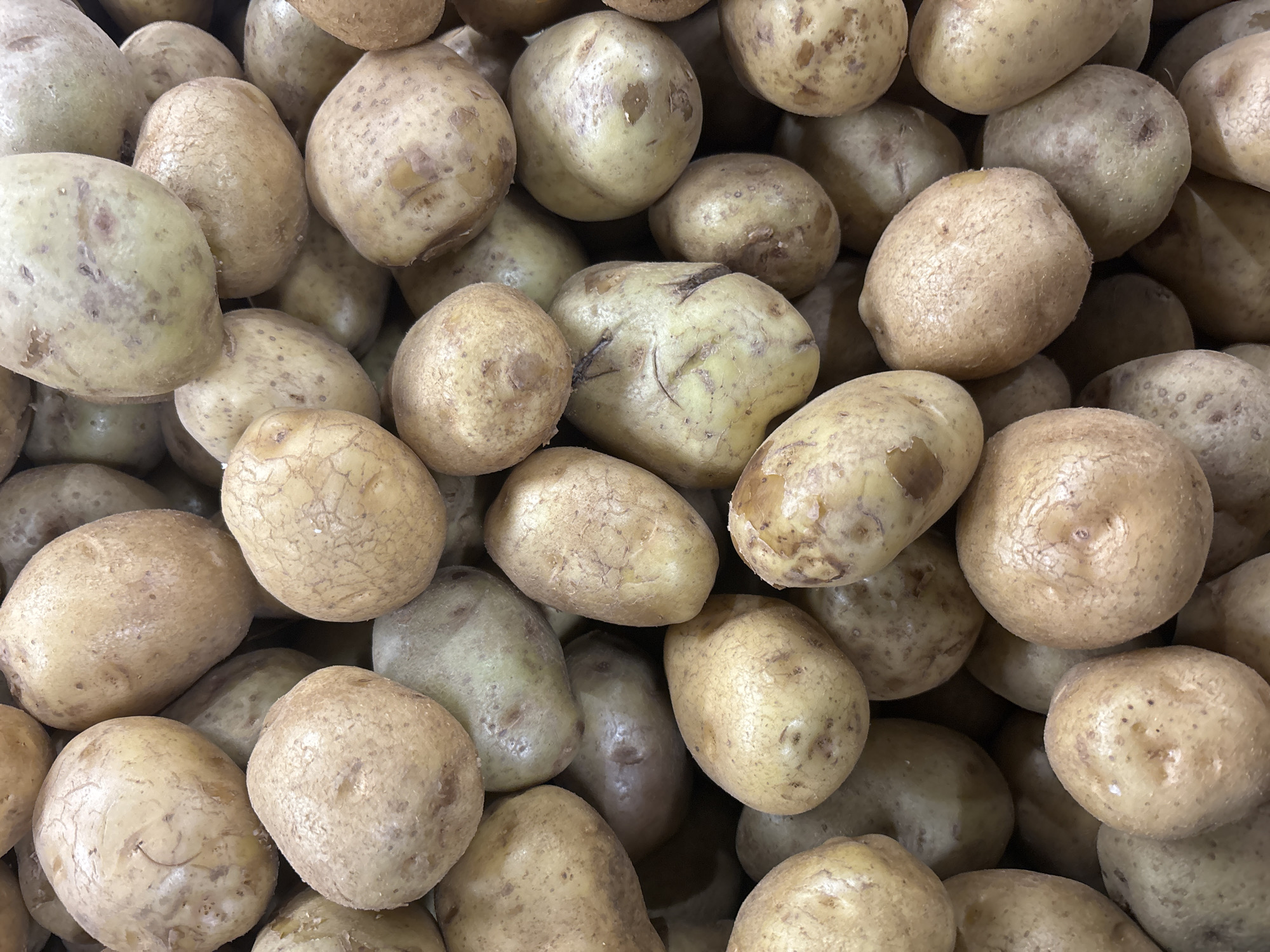 A close-up, overhead shot displays a pile of unpeeled potatoes, filling the frame. The potatoes vary slightly in size and shape, with some appearing more oblong and others rounder. Their skins are a light to medium brown, with visible imperfections such as small blemishes, brown spots, and faint lines. The lighting is even, creating soft shadows that highlight the textured surfaces of the potatoes. The setting is a market or grocery store, likely a food stall in North Jakarta, Indonesia, given the context of the request. No people or actions are visible.