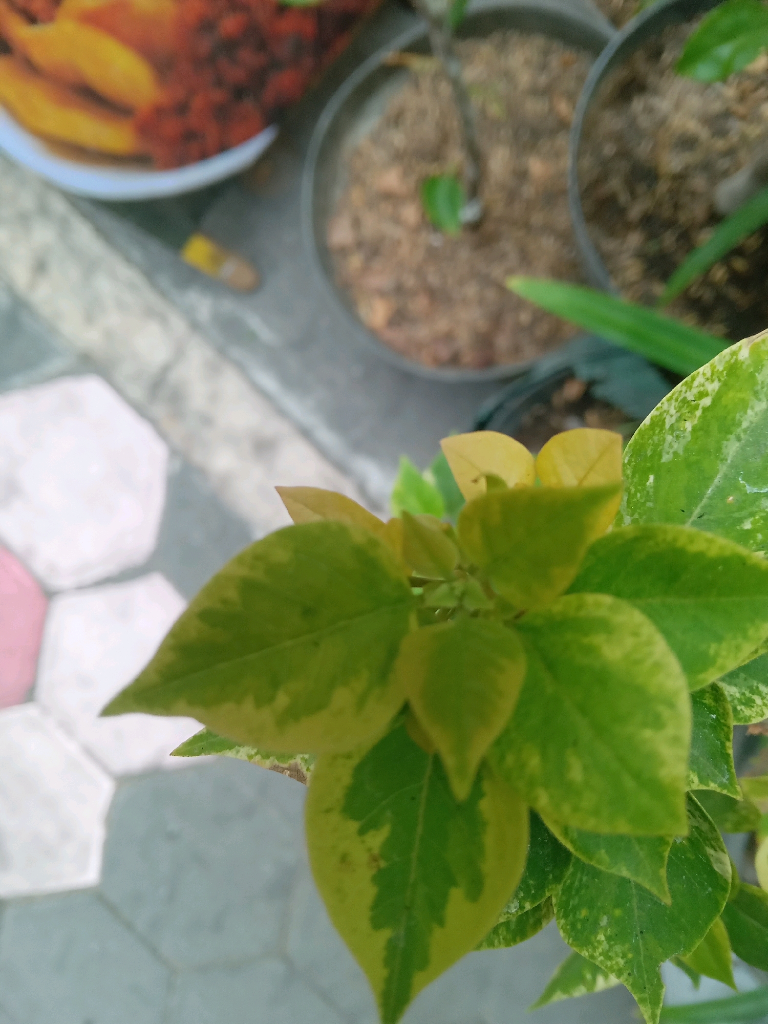 The image shows a close-up of a plant with green and yellow variegated leaves, possibly bougainvillea. The plant is in a pot, which is blurred in the background along with other potted plants and a textured surface that appears to be part of an outdoor patio or walkway. The overall lighting suggests it is daytime. Without any discernible landmarks or contextual clues, it is impossible to definitively identify the specific location within the city of Yogyakarta, Indonesia.