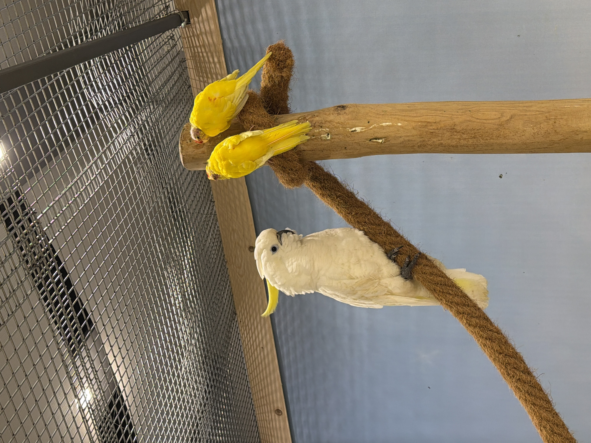 Three parrots are perched on a wooden post covered in rope. A large white cockatoo is on the left, facing right, with its crest raised. Two smaller yellow parrots are on the right, facing away from the camera. The background is a light blue wall. The scene is indoors, likely an aviary or zoo, with a metal mesh ceiling visible at the top of the frame. There is no indication of the location being in Burgas, Bulgaria.