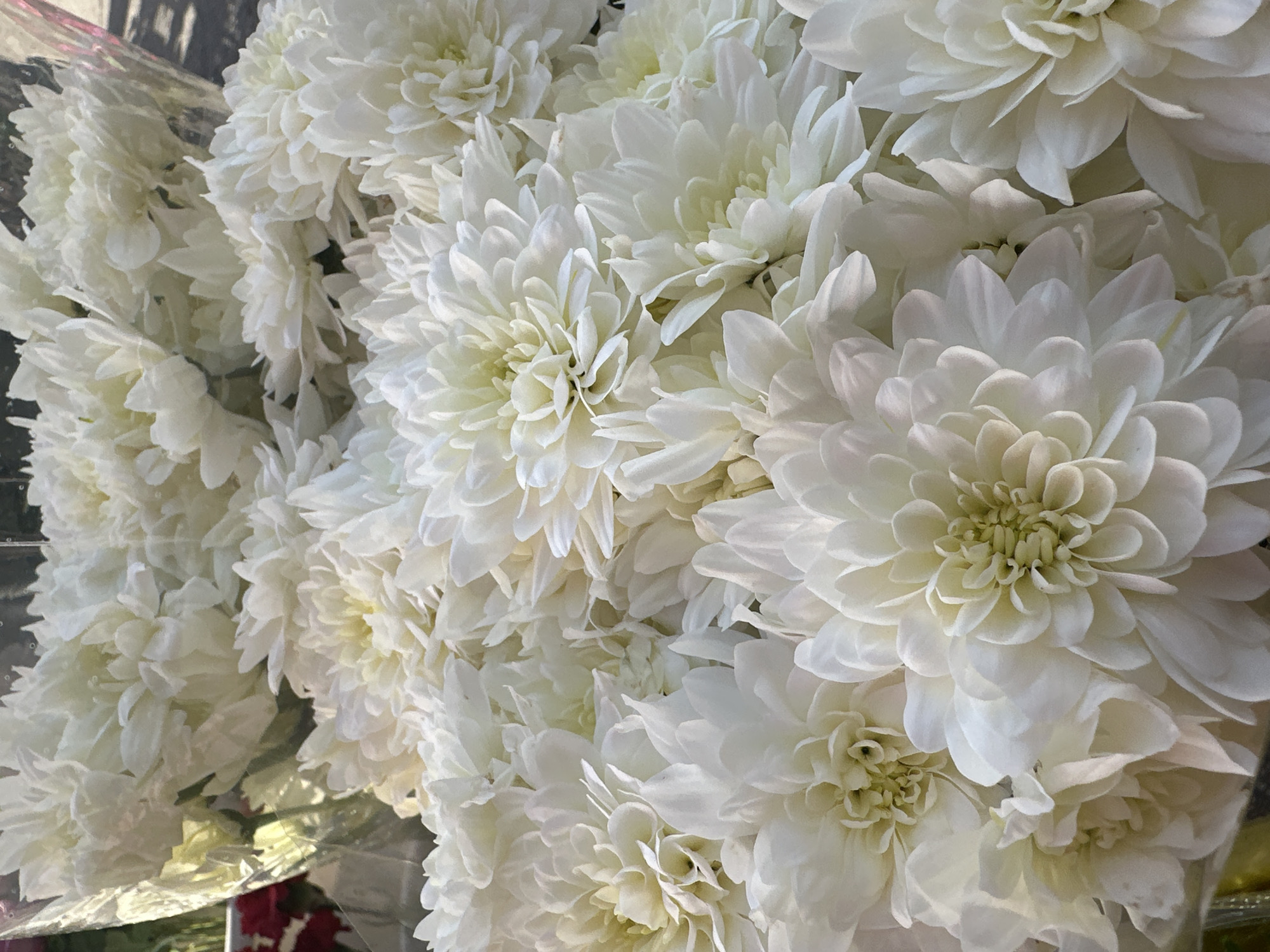 The image is a close-up, overhead shot of a large bouquet of white chrysanthemum flowers. The flowers are densely packed, with many layers of petals creating a full and textured appearance. Some flowers are in full bloom, revealing their intricate centers, while others are slightly more closed. The lighting suggests it is daytime, and the overall tone is bright and fresh. The setting appears to be a florist shop or a market, given the way the flowers are arranged and the hint of plastic wrapping at the bottom left. There are no people visible, nor any specific text. The focus is entirely on the beauty and detail of the white flowers.