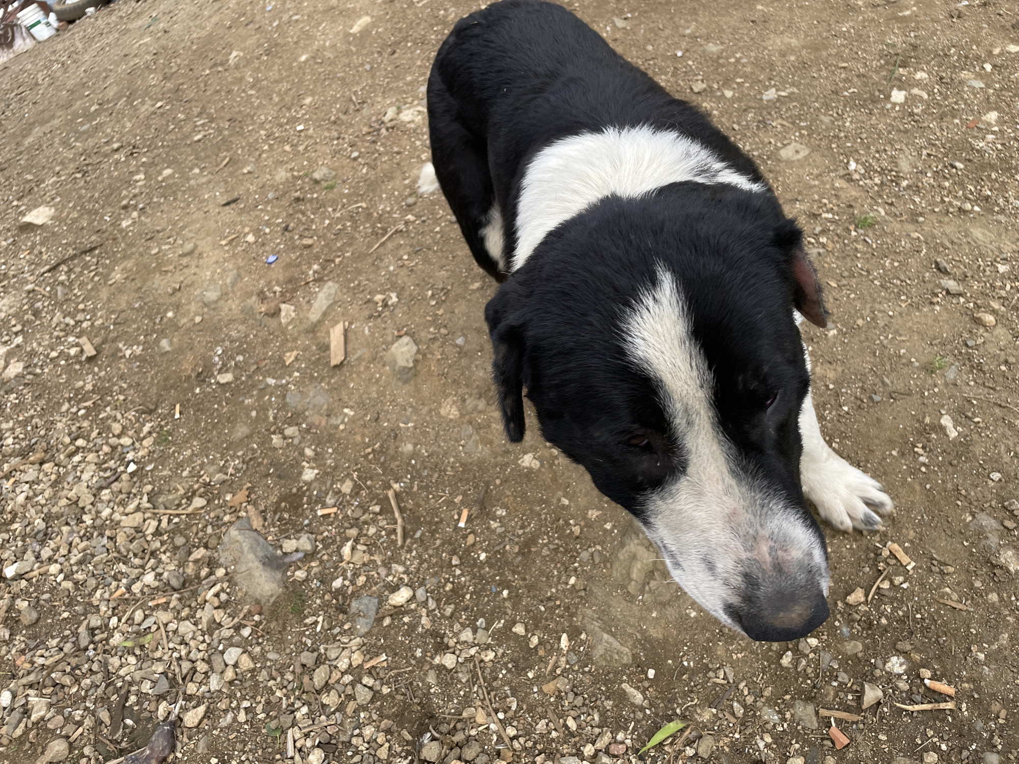 A black and white dog stands on a gravel and dirt surface. The dog has a black body with a white stripe across its chest and white fur on its face and one paw. The ground is covered in small rocks and dirt. The location is unspecified.