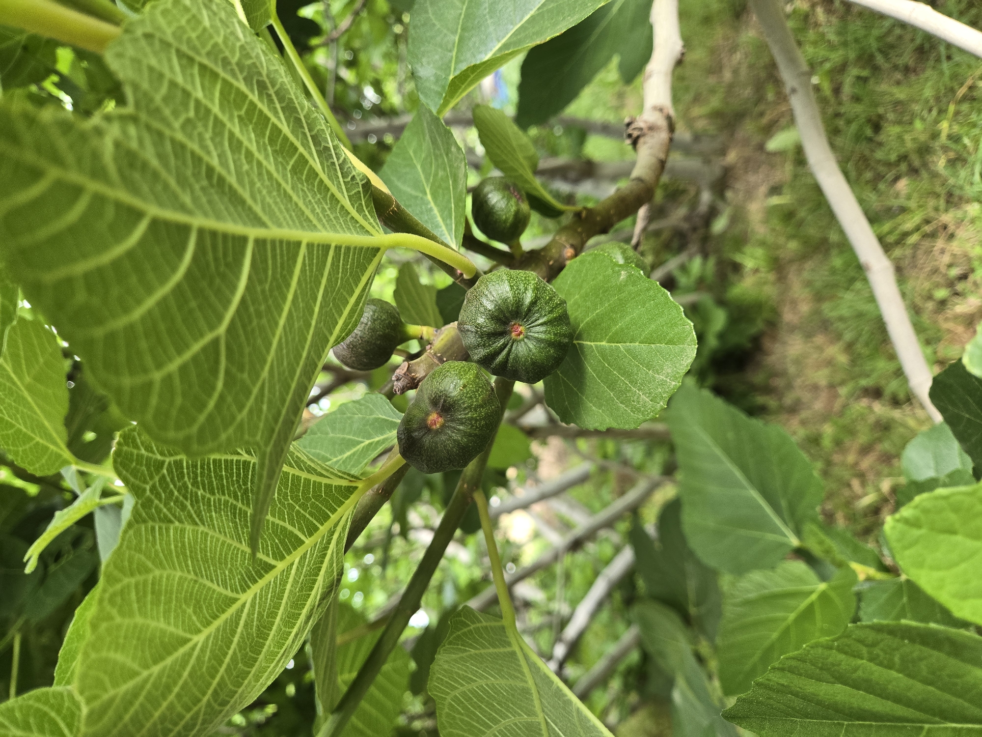 This is a close-up, medium-angle shot of unripe green figs growing on a fig tree. Several small, green figs are visible on a branch, some clustered together. The most prominent fig is in the center-right of the frame, showing its segmented surface and a small red mark at its stem. To its left are two smaller figs, and another slightly larger one is in the upper-center. The figs are surrounded by large, green leaves with prominent vein patterns, characteristic of a fig tree. The leaves are a vibrant green, suggesting it is daytime and likely a warm season.
The background is blurred, but it appears to be an outdoor setting with more foliage and branches of the tree, as well as hints of sunlight filtering through. The overall scene evokes a sense of nature and the growth of fruit. There is no visible text in the image.
