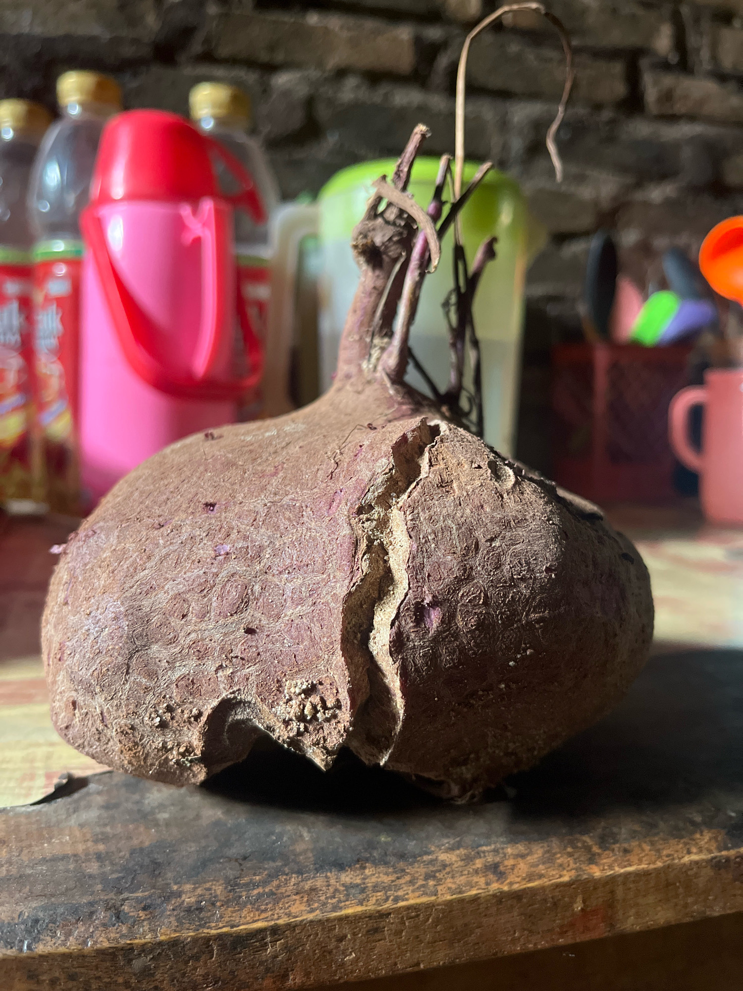 The image shows a close-up, low-angle shot of a single, large, raw beet with its dried roots extending upwards. The beet is resting on a wooden surface. The background is blurred and contains various objects, including plastic bottles with yellow caps, a pink thermos, and what appears to be a brick wall. The overall scene suggests a domestic setting, possibly in a kitchen or pantry area. The image's lighting is somewhat dim, with natural light illuminating the beet from the front. The location is specified as Sidomulyo, Indonesia, but there is no visual information in the image to confirm this specific location.