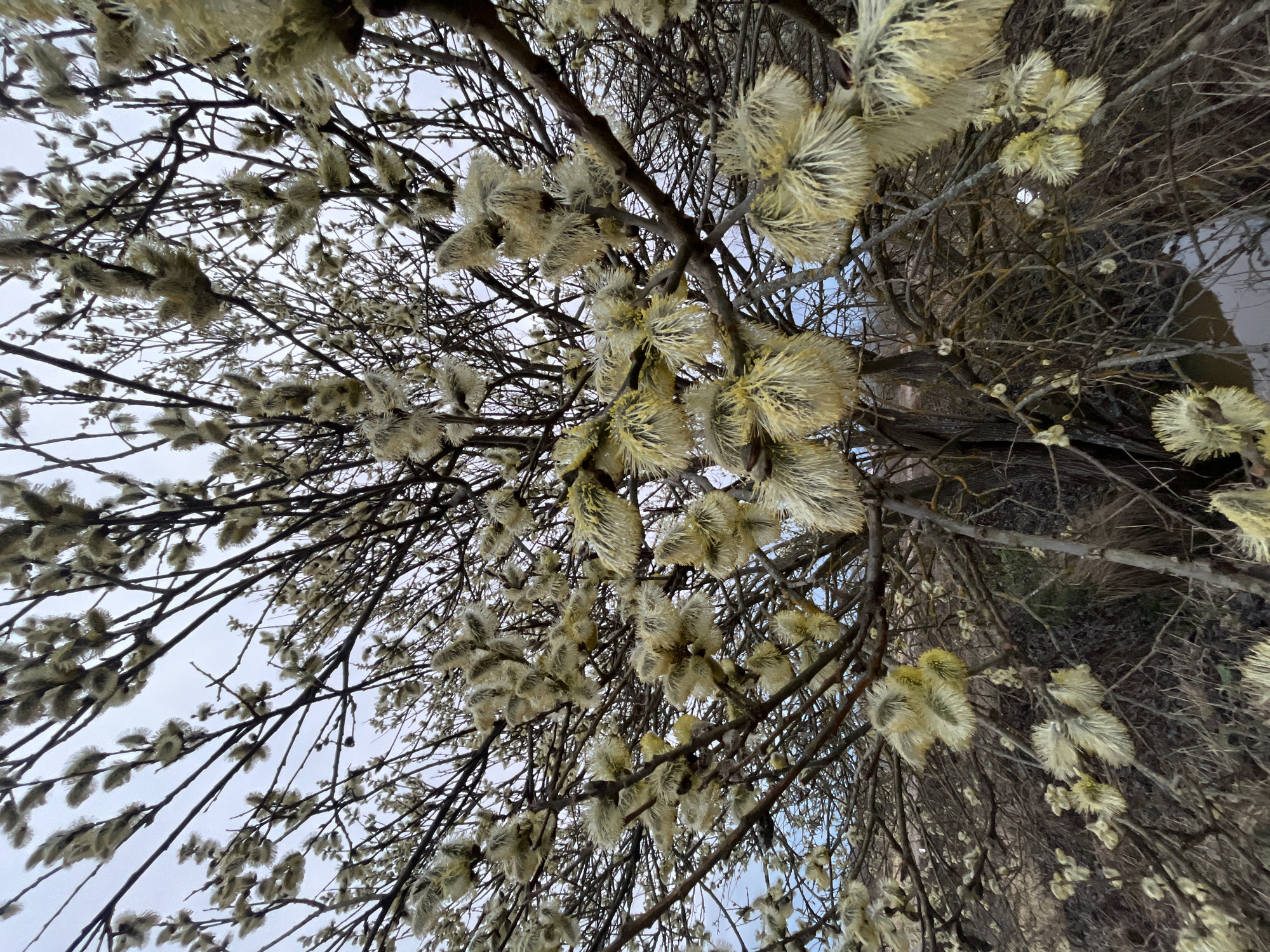 The image shows a close-up view of a pussy willow tree with its characteristic fluffy catkins. The branches are bare, except for the budding catkins which are pale yellow and white. The background shows a grey sky with patches of blue visible, suggesting a cloudy or overcast day. The location is Babayki, Russia, based on the provided location information.
