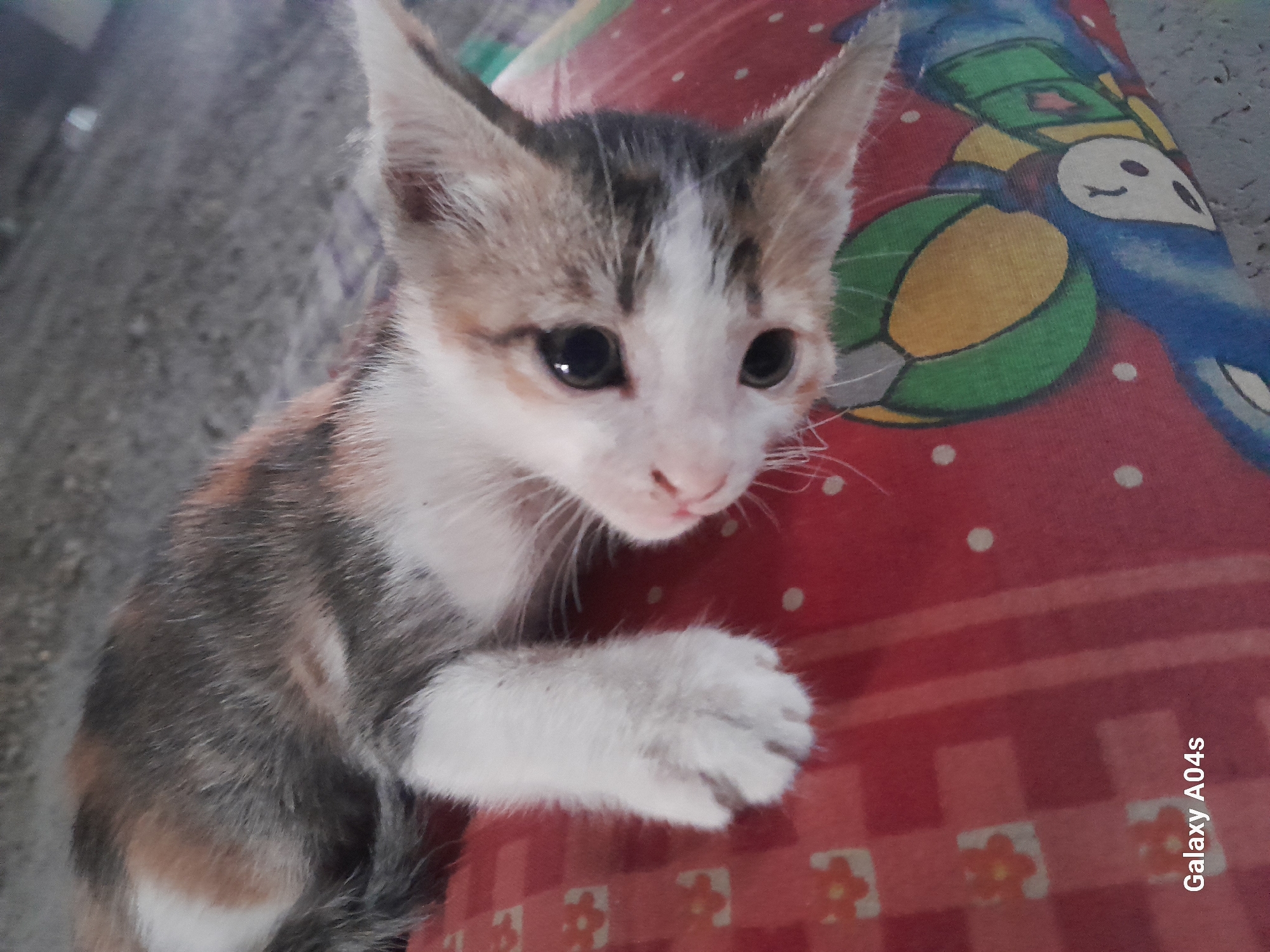 A calico kitten with white paws is lying on a red, patterned surface. The kitten's fur is a mix of white, grey, and orange. Its eyes are dark and wide open, and its mouth is slightly open, revealing a pink tongue. The kitten is facing to the right of the frame, with its body angled towards the viewer. The surface it is lying on appears to be a cushion or mat with a checkered pattern of red and white, interspersed with orange flower-like shapes. A blue and green cartoon character is visible on the right side of the surface. The background is out of focus, showing a grey, gritty surface that could be concrete or asphalt. The "Galaxy A04s" watermark is visible in the bottom left corner of the image. The scene is likely outdoors, given the texture of the background, and could be located in Pilangpayung, Indonesia, as indicated by the prompt.