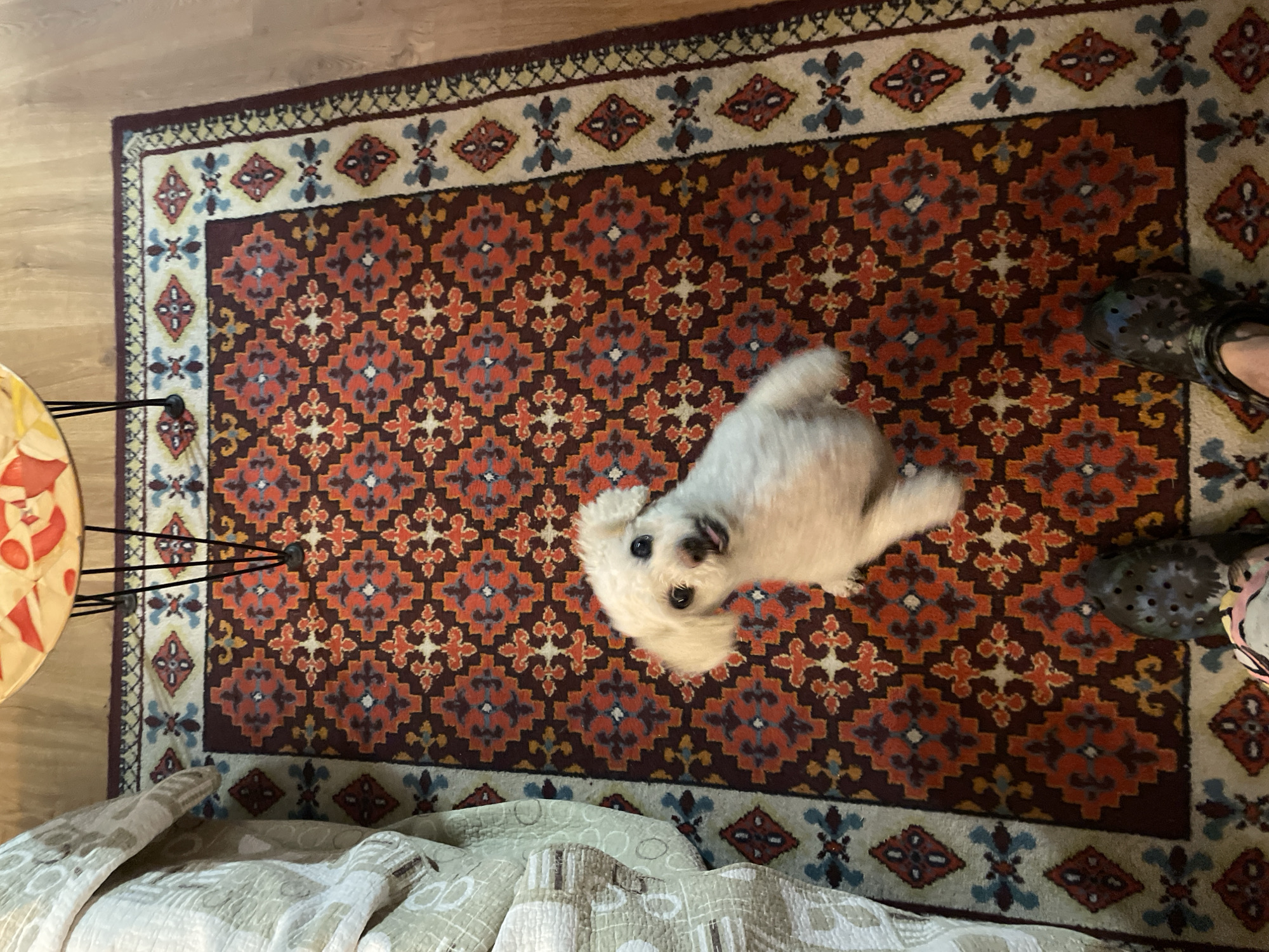 A high-angle shot shows a small white dog sitting on a colorful patterned rug indoors. The rug has a dark brown base with orange and beige geometric shapes. A cream-colored blanket with a patterned texture is visible in the bottom left corner. At the top right corner of the image, two feet wearing patterned Crocs are partially visible. The floor is light wood. A side table with a metal base and a decorative top is in the left. There is no information to suggest that the image was taken in the city of Yekaterinburg, Russia.