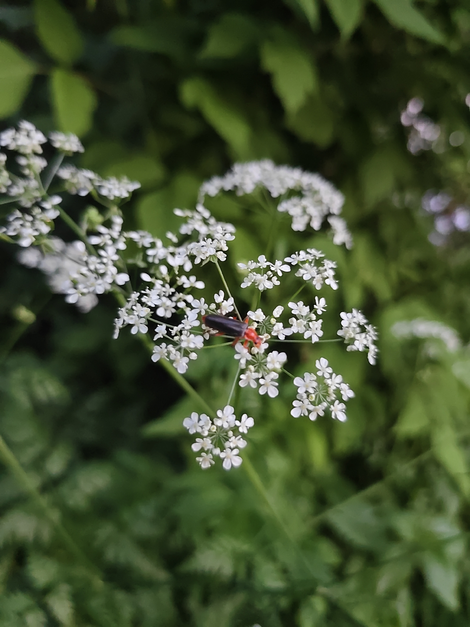 The image displays a close-up, macro-style photograph of a dark-bodied insect with a distinct reddish-orange segment just behind its head, positioned upon a cluster of small white flowers. The insect's elongated body is oriented facing slightly downwards and to the left, with its legs visible gripping the flower cluster. The flowers are small, pure white, and appear to have five petals each, arranged in compact, umbel-like formations. Several such flower clusters are visible, with the central one and the insect in sharp focus, while other parts of the inflorescence show varying degrees of blur. The background consists of heavily blurred green foliage, creating a soft, out-of-focus effect that suggests a natural, outdoor environment with a shallow depth of field. The lighting is even, indicating natural ambient light. This scene is located in the city of Kratovo, Russia.