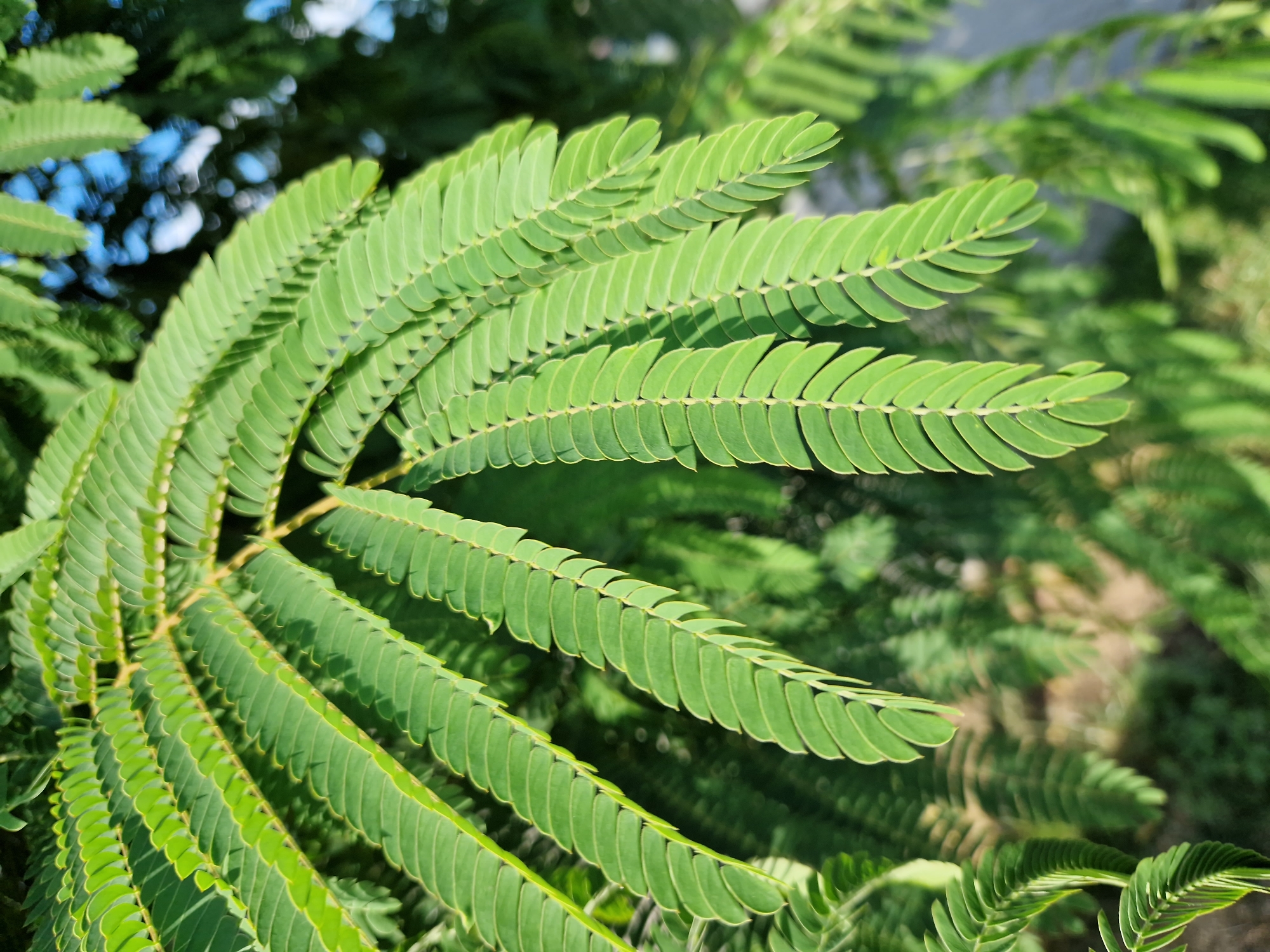 The image shows a close-up of compound leaves of a plant, likely a tree or shrub, with numerous small leaflets arranged symmetrically along a central stem. The leaves are a vibrant green and appear healthy. The background is blurred, suggesting a shallow depth of field, and shows more greenery and hints of a blue sky, indicating an outdoor setting. The lighting suggests it is daytime, with sunlight filtering through the leaves, creating subtle shadows. There are no people, buildings, or specific landmarks visible that would pinpoint a location within Sofia, Bulgaria. The scene is purely botanical, focusing on the intricate details of the plant's foliage.