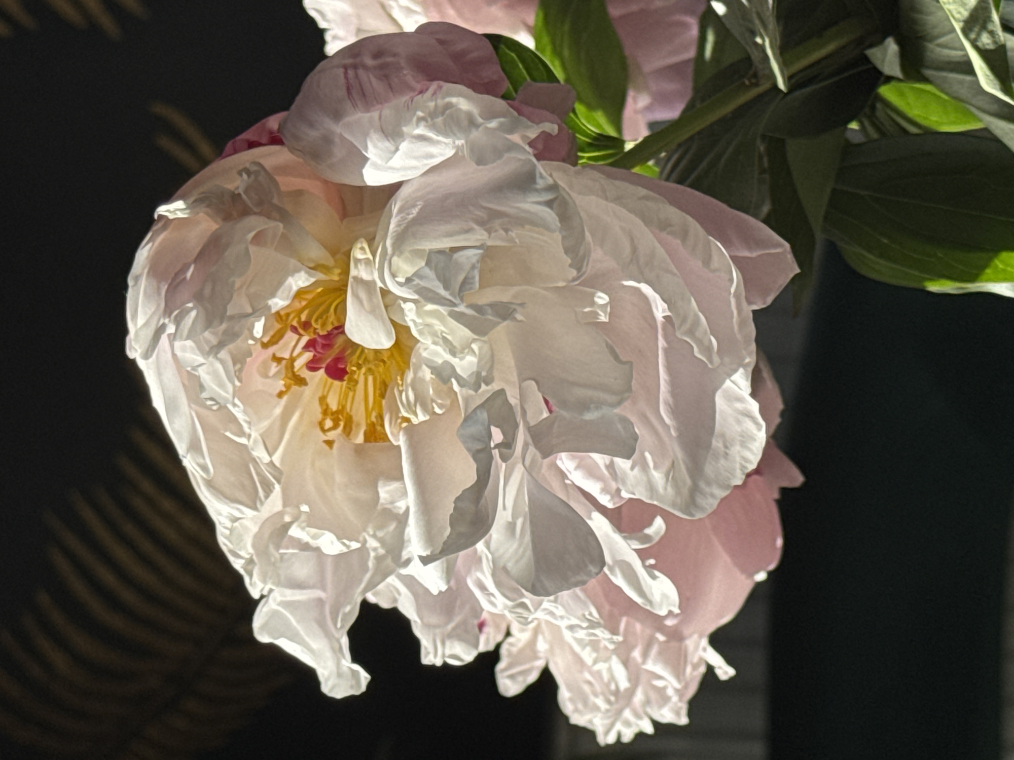 The image depicts a close-up of a blossoming peony flower. The flower is predominantly white with subtle hints of pink on the outer petals. The center of the flower features yellow stamens and red pistils. Green leaves are visible in the upper right corner of the image, suggesting the flower is still attached to its plant. The background is dark, with vague shadows of palm-like fronds visible on the left side. The location is unknown and not evident in the image. The image does not contain people or any actions/interactions. There is no evidence to suggest it was taken in the city of Krasnodar, Russia.