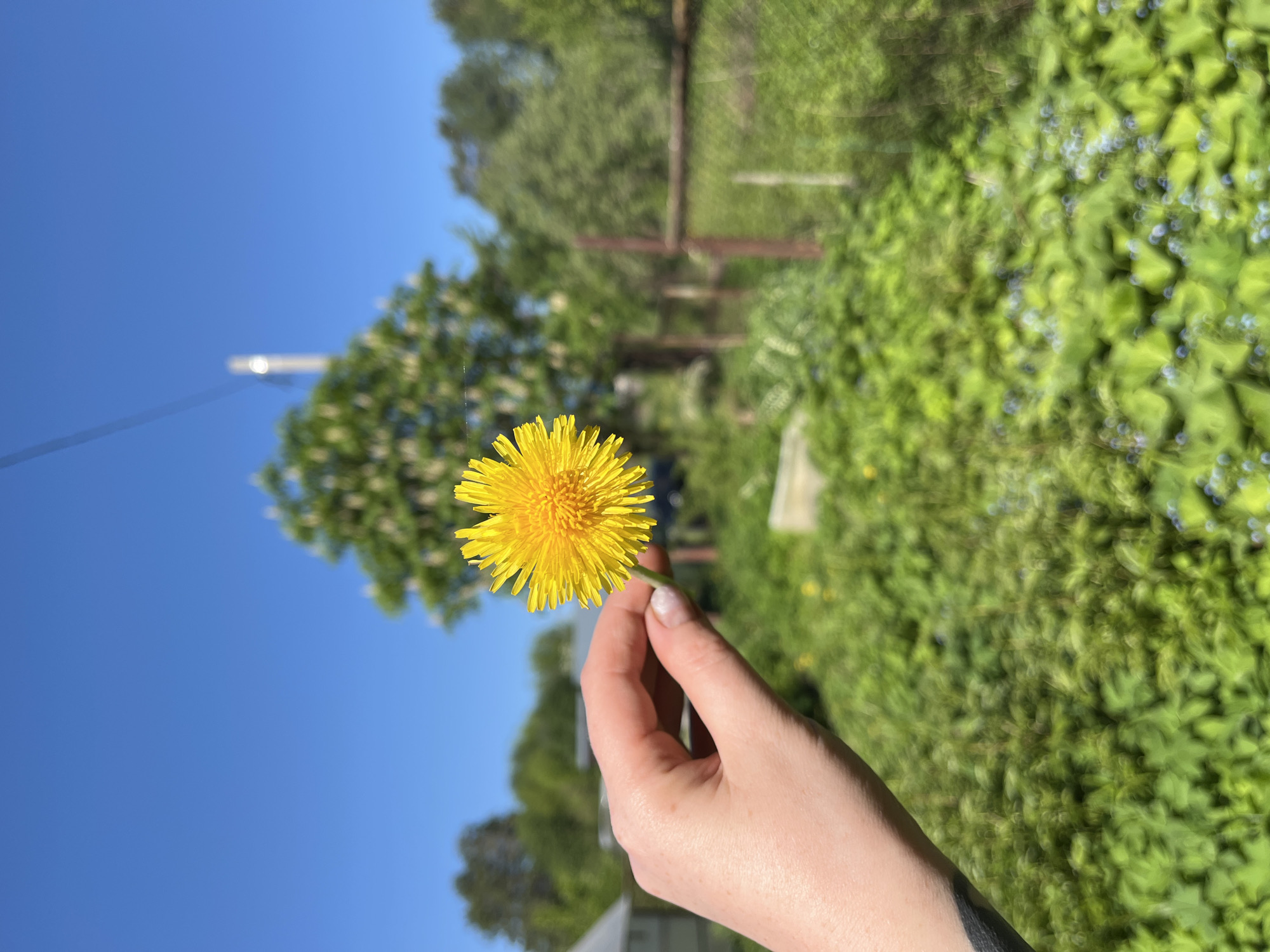 A human hand holds a yellow dandelion flower. The backdrop features greenery, trees, and a blue sky. The image appears to have been taken outdoors during daylight. There is a fence visible in the background, suggesting a yard or garden setting. There are no indicators that this photograph was taken specifically in Chaikovsky, Russia.