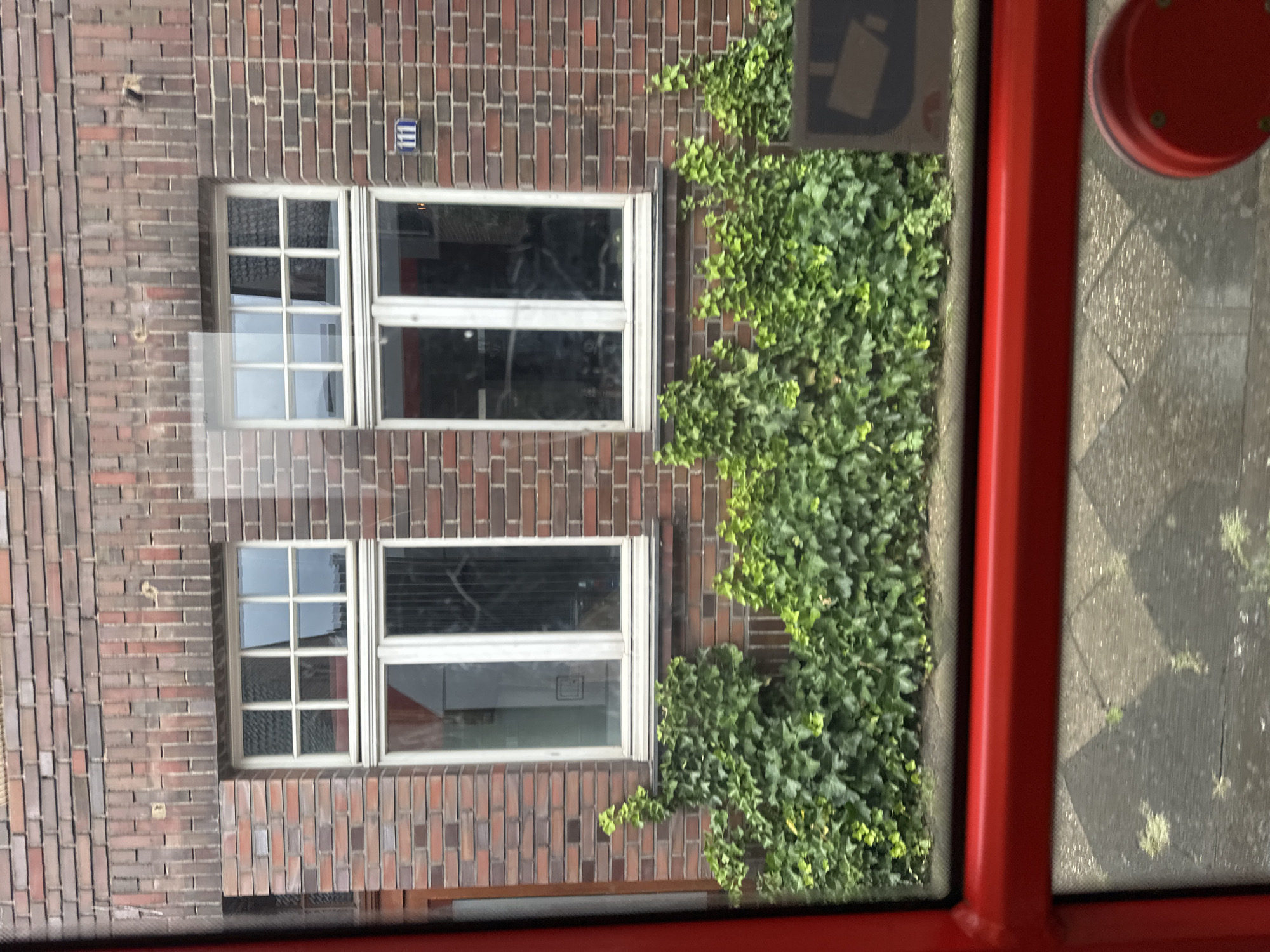 The image shows a brick building with two white-framed windows. The windows are divided into multiple panes by white mullions. Below the windows, there is a dense hedge of green ivy. In front of the hedge, a red railing is visible. The sidewalk or ground in front of the building is paved with grey stones. A blue sign with the number "111" is mounted on the brick wall to the right of the windows. This scene is located in Krefeld, Germany.