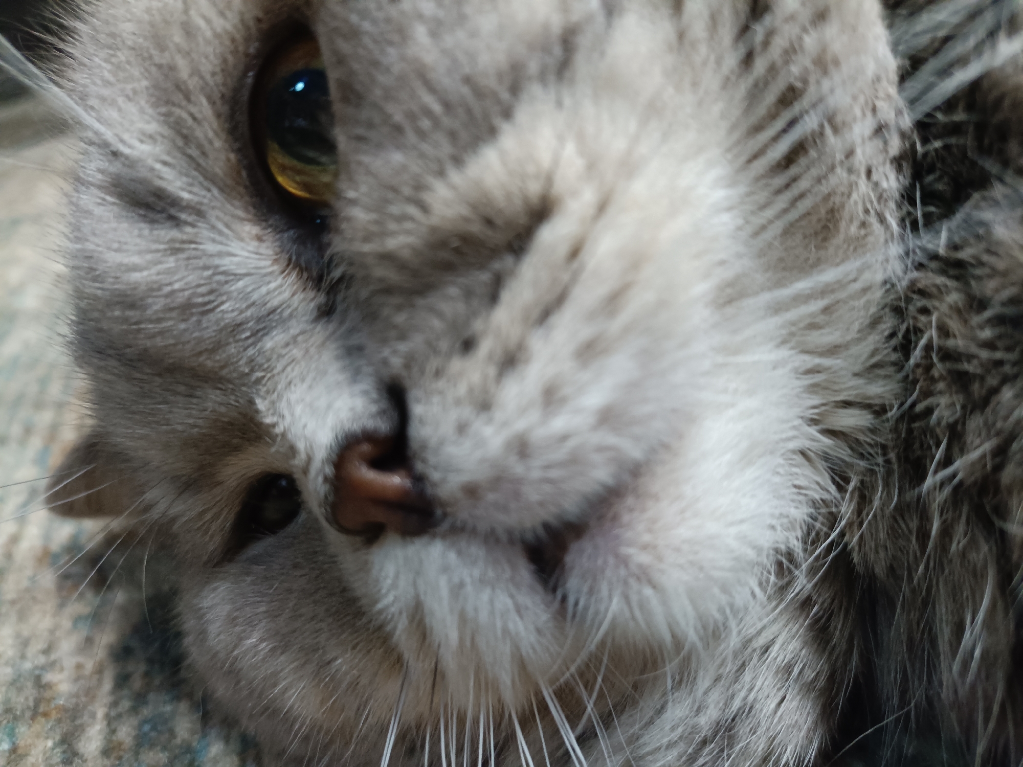 The image is a close-up photograph of a cat's face. The cat has gray fur and yellow eyes. The fur is soft and fluffy, and the cat's whiskers are long and white. The cat's nose is dark brown. The background is blurred and appears to be a blanket or rug. The image does not depict any recognizable landmarks or features of Bataysk, Russia.