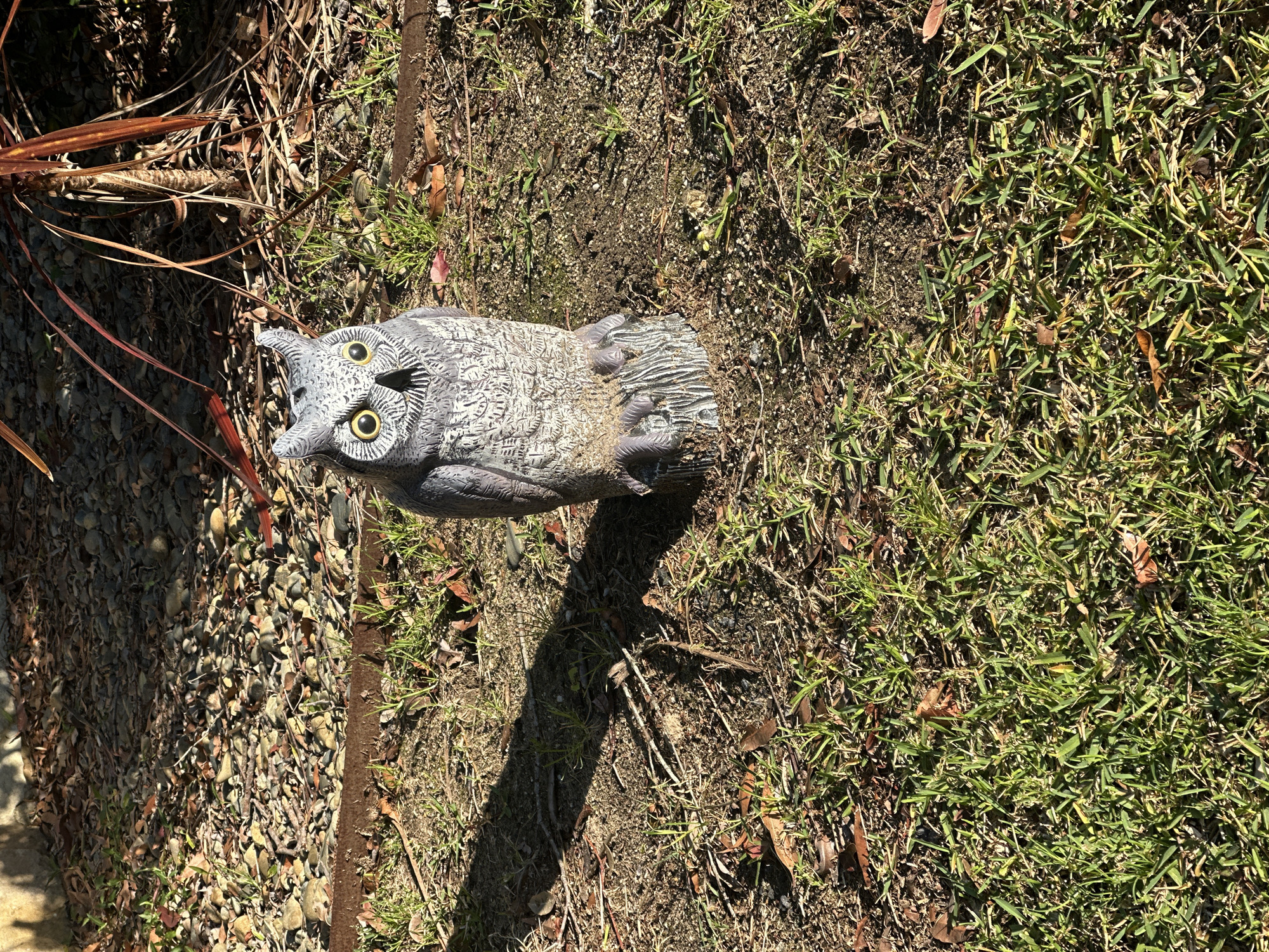 A life-sized, grey, textured owl statue is positioned in an outdoor setting on dry, patchy grass and dirt. The statue, facing forward, has large yellow eyes with black pupils and ear tufts. It is perched on what appears to be a tree stump base with a textured, striped pattern. The background consists of loose gravel, dried leaves, and some green foliage, possibly from a plant with long, reddish-brown leaves. A shadow is cast to the left of the owl. The scene is brightly lit by sunlight, creating harsh contrasts. The location is an outdoor environment, potentially a garden or yard, within the city of Mylestom, Australia.